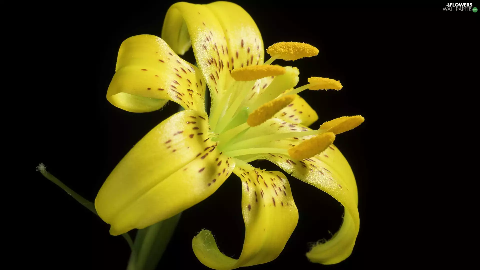 Yellow Honda, dark, background, Lily