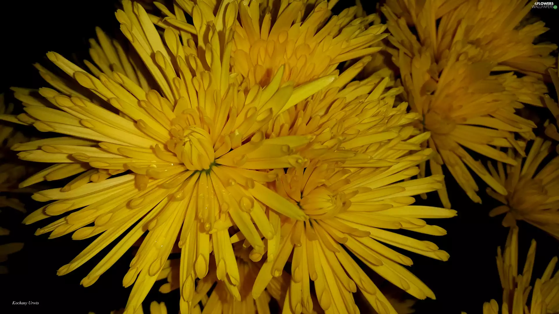 Yellow Honda, drops, rain, chrysanthemum