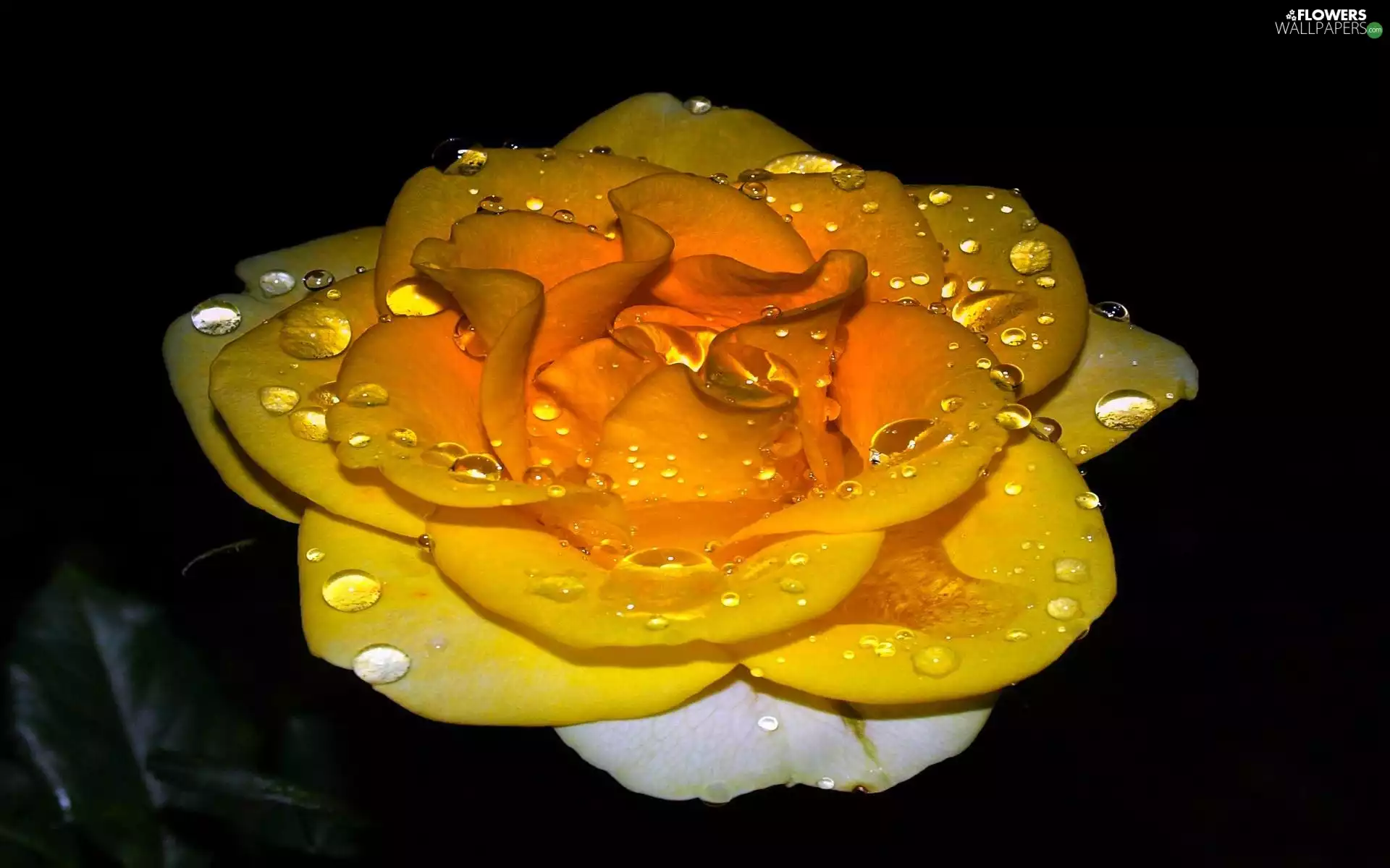 drops, rose, Yellow Honda