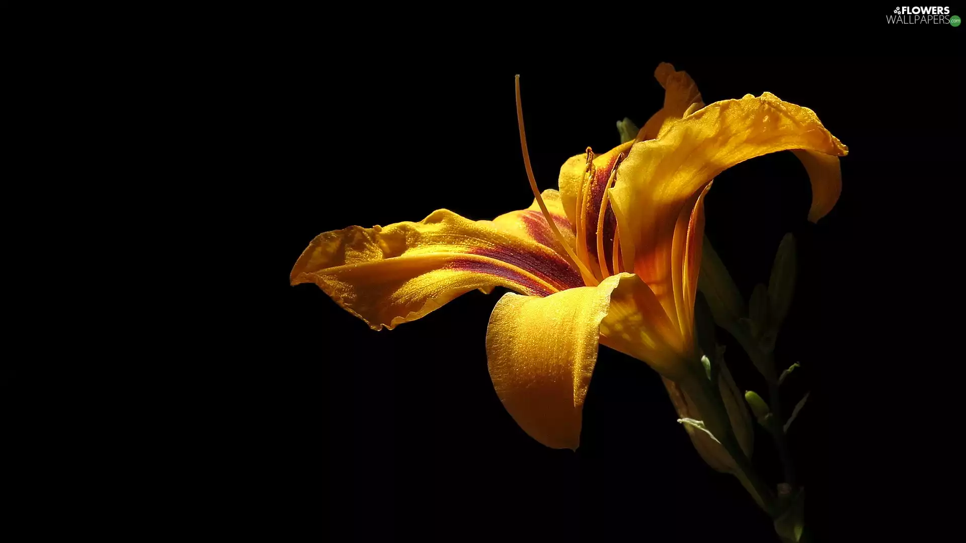 Lily, Colourfull Flowers, dark, background, Buds, Yellow Honda