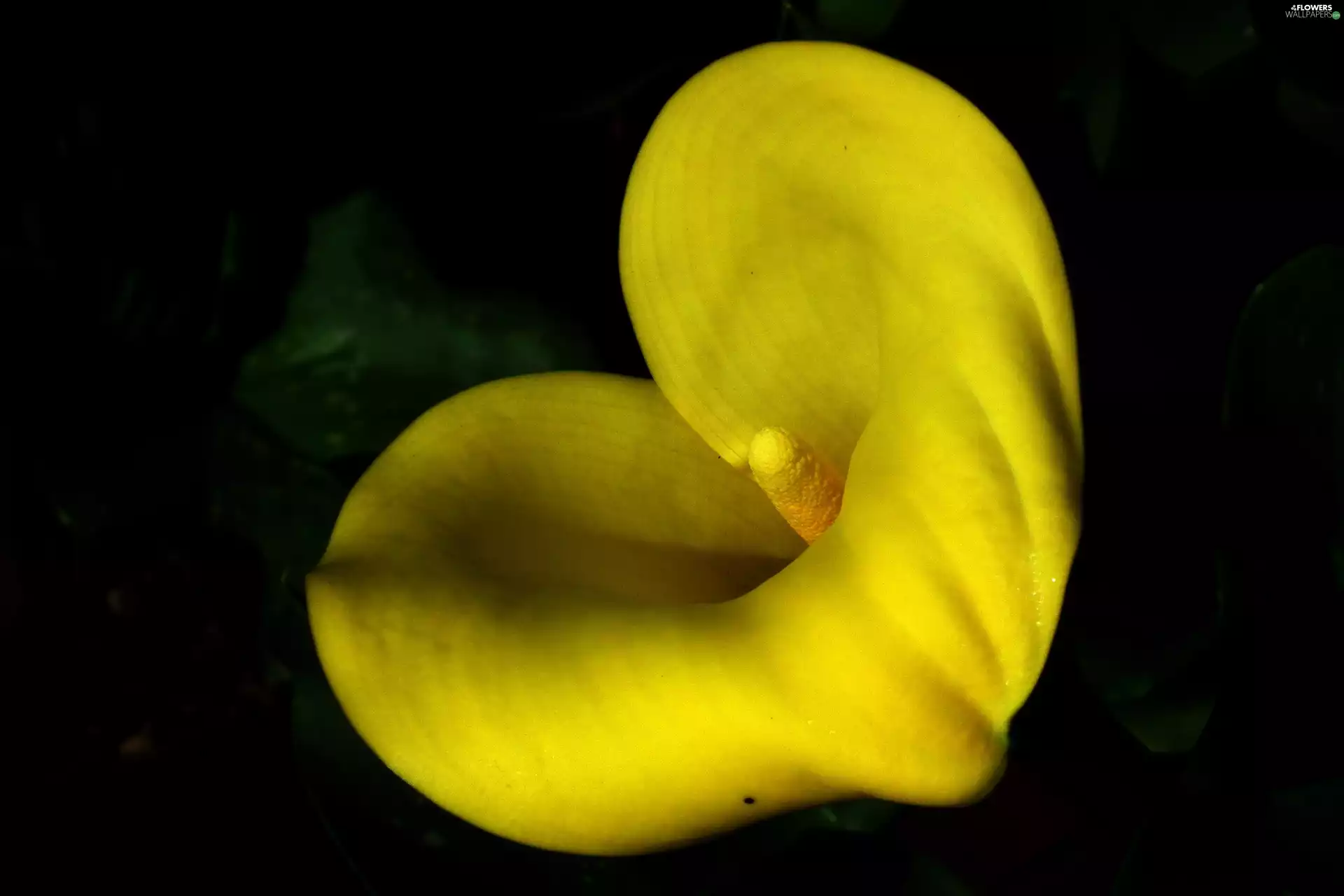 nature, Kalia, Yellow Honda, Colourfull Flowers