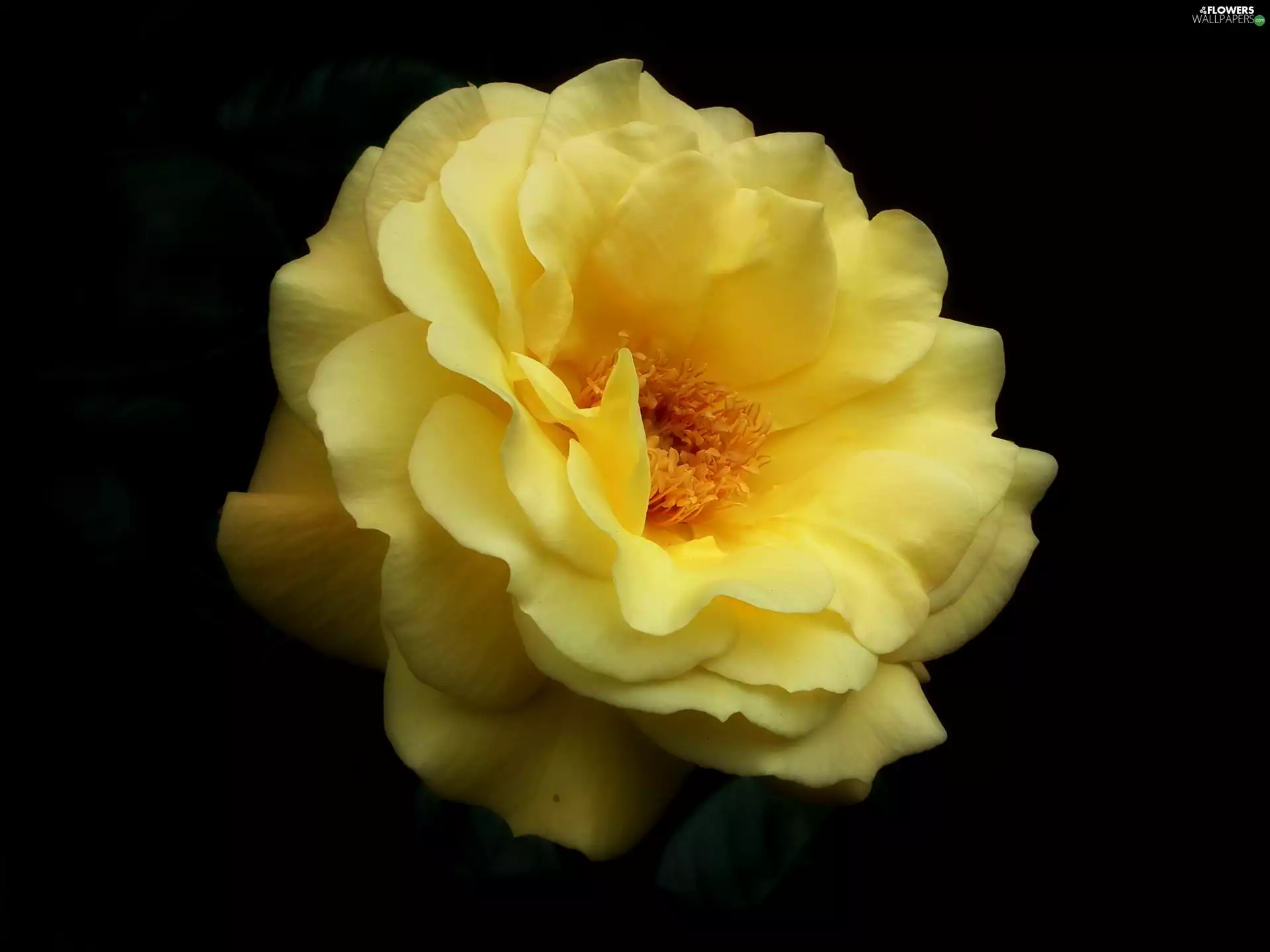 nature, rose, Yellow Honda, Colourfull Flowers