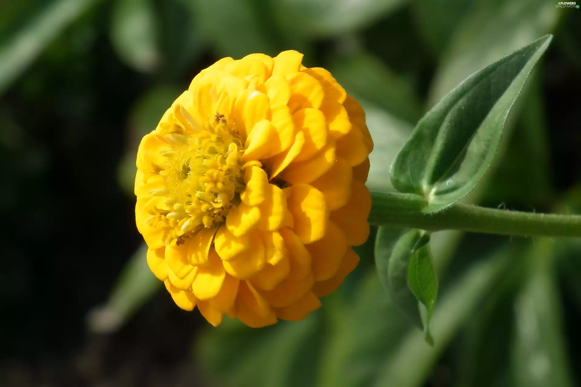 nature, zinnia, Yellow Honda, Colourfull Flowers