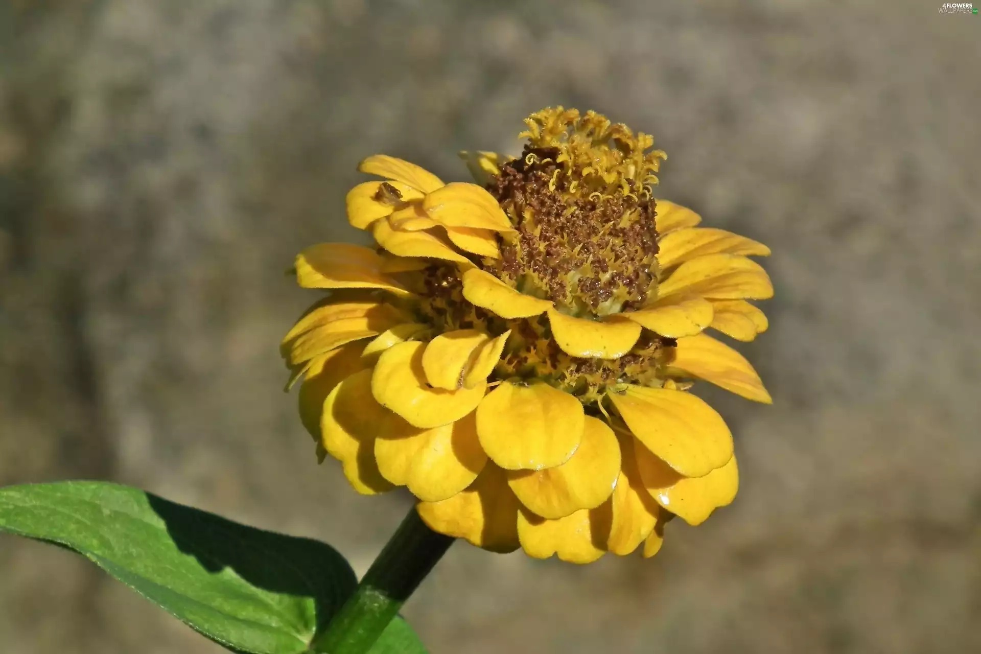 nature, zinnia, Yellow Honda, Colourfull Flowers