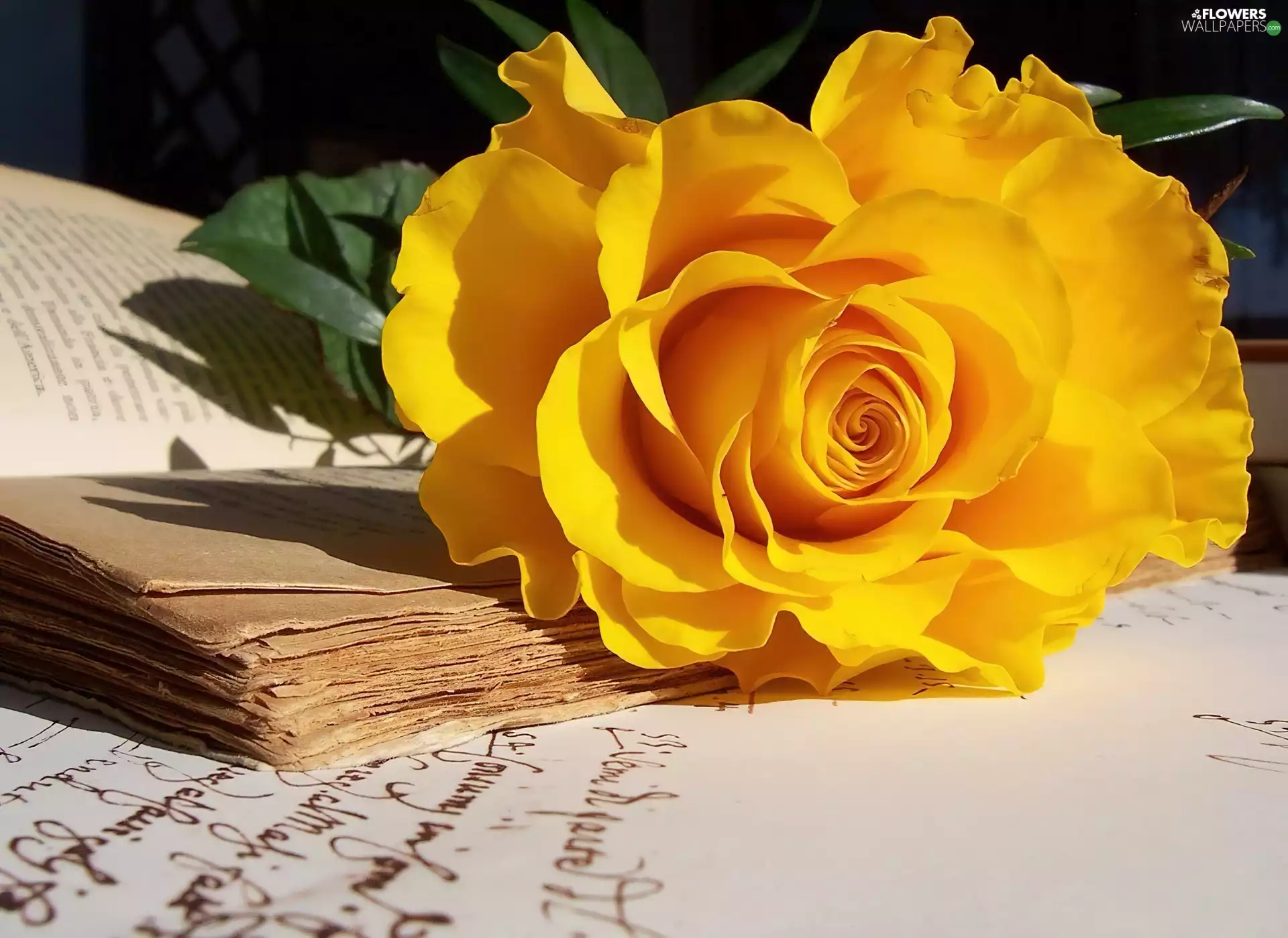 Yellow Honda, Old, Book, rose