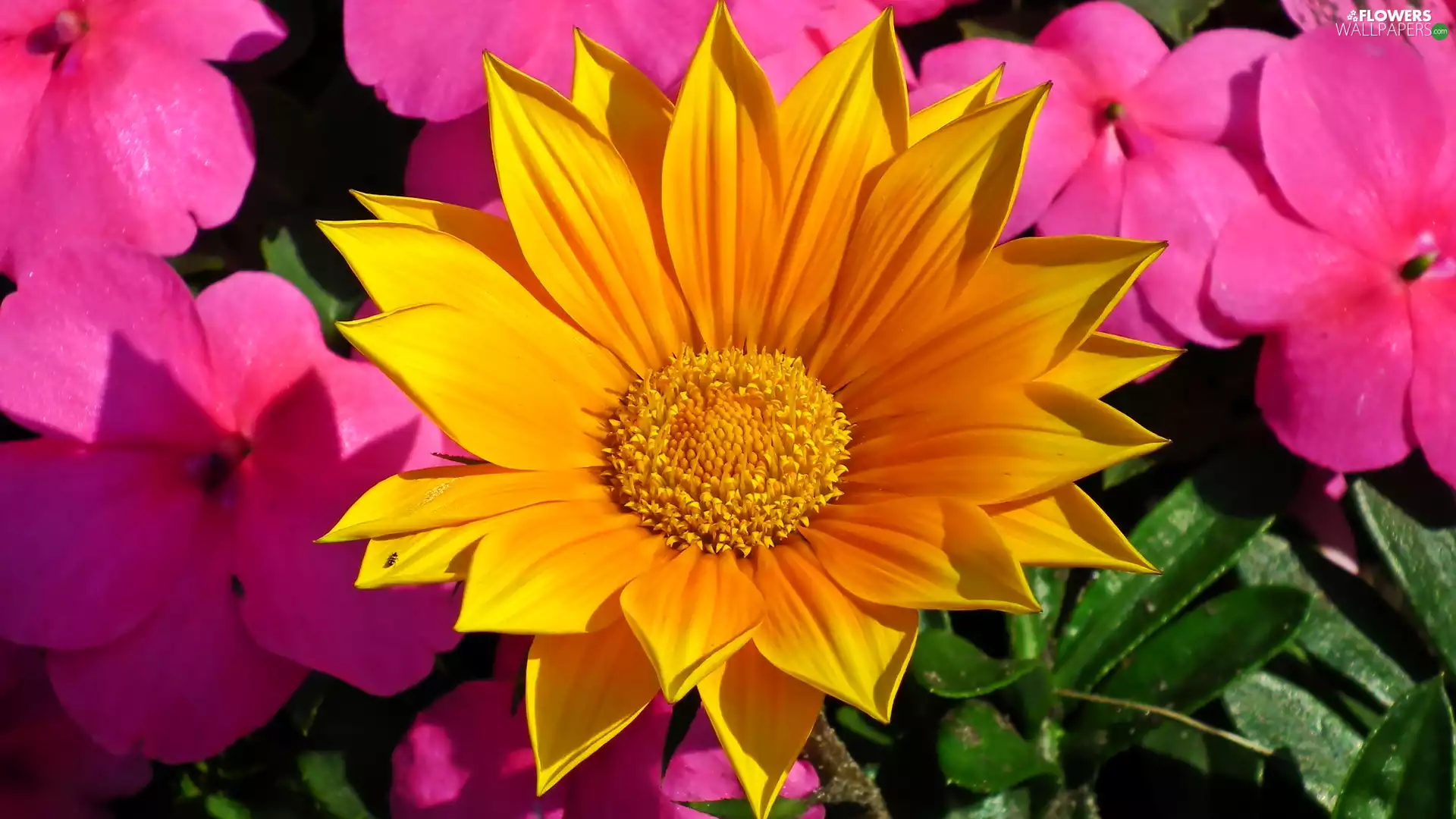 Yellow Honda, Pink, Flowers, Gazania