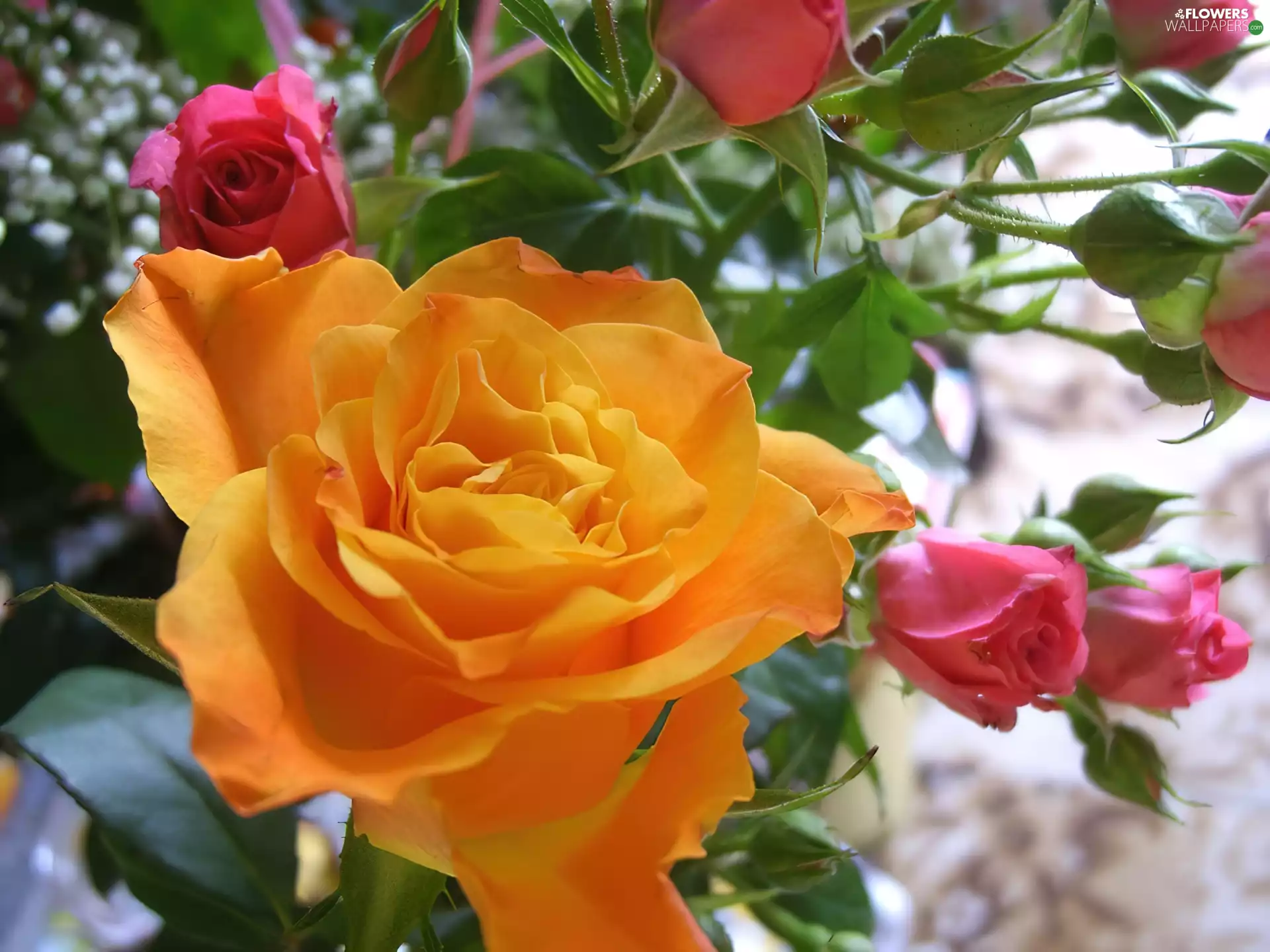 Pink, roses, Yellow Honda