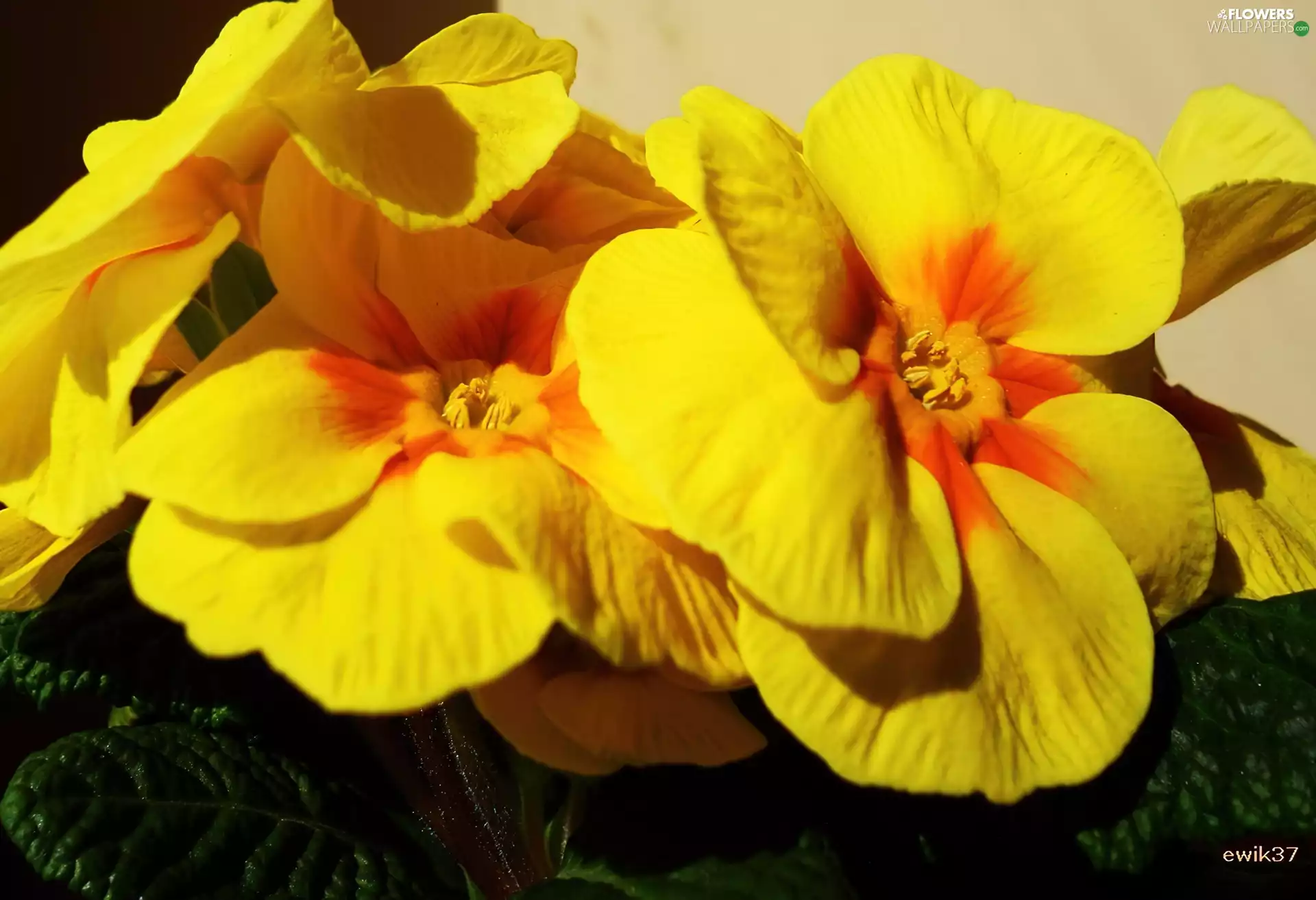 primrose, Flowers, Yellow Honda