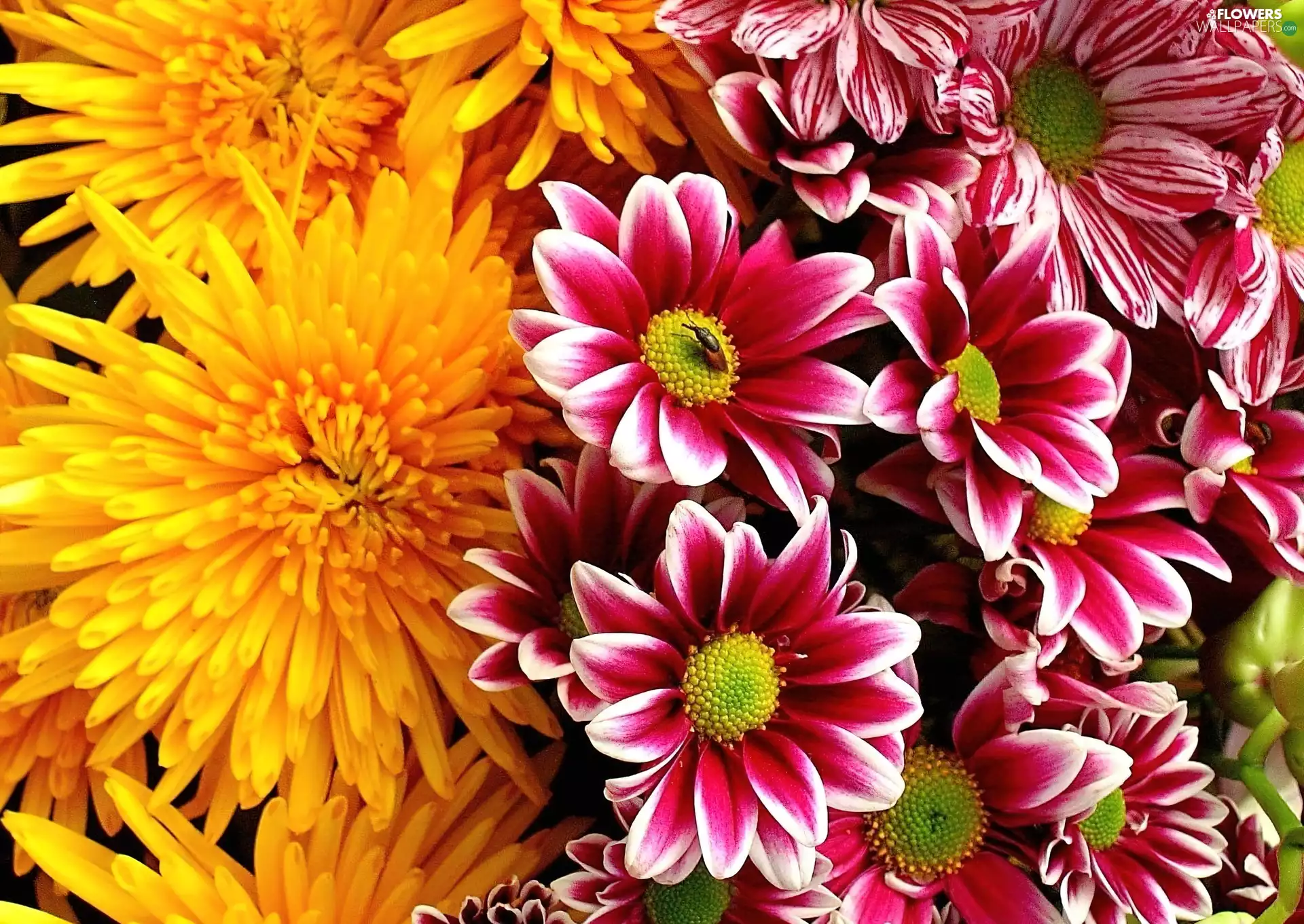Yellow Honda, pyrethrum, Pink, chrysanthemum