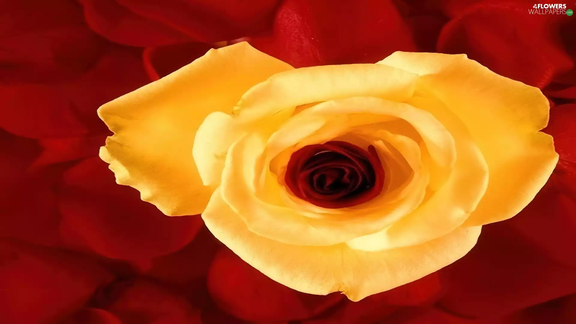 Yellow Honda, Red, flakes, rose