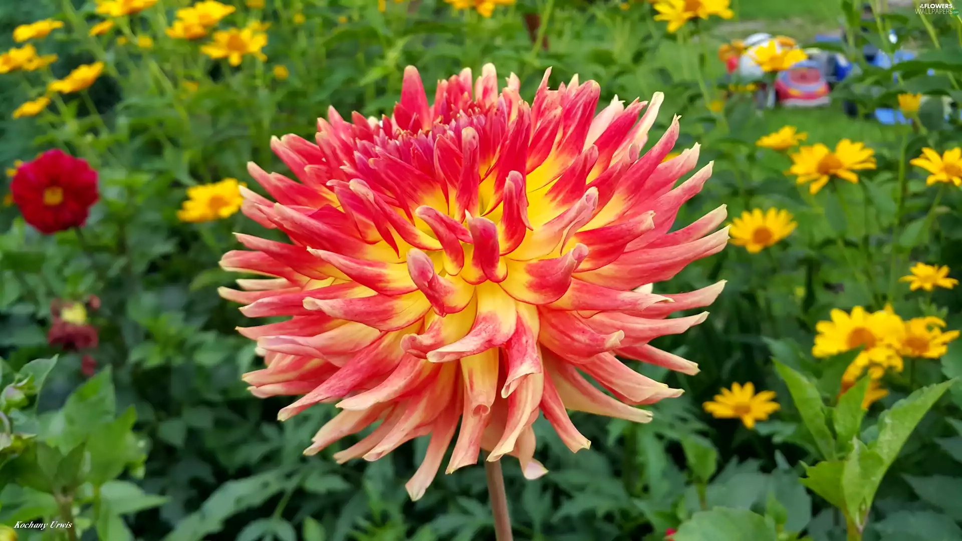 Yellow, Flowers, Yellow Honda, Dalia, red