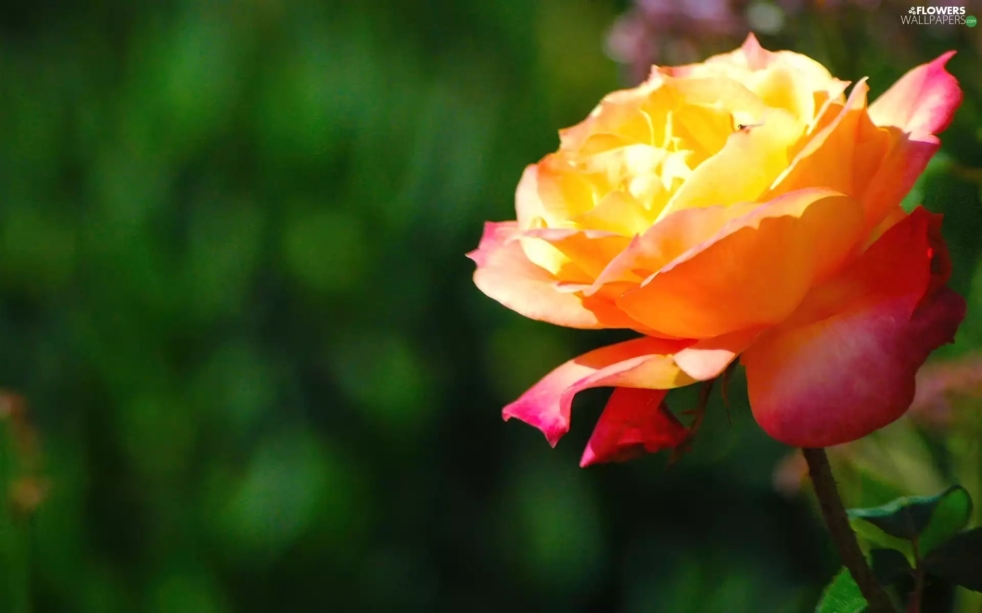 rose, developed, Yellow Honda