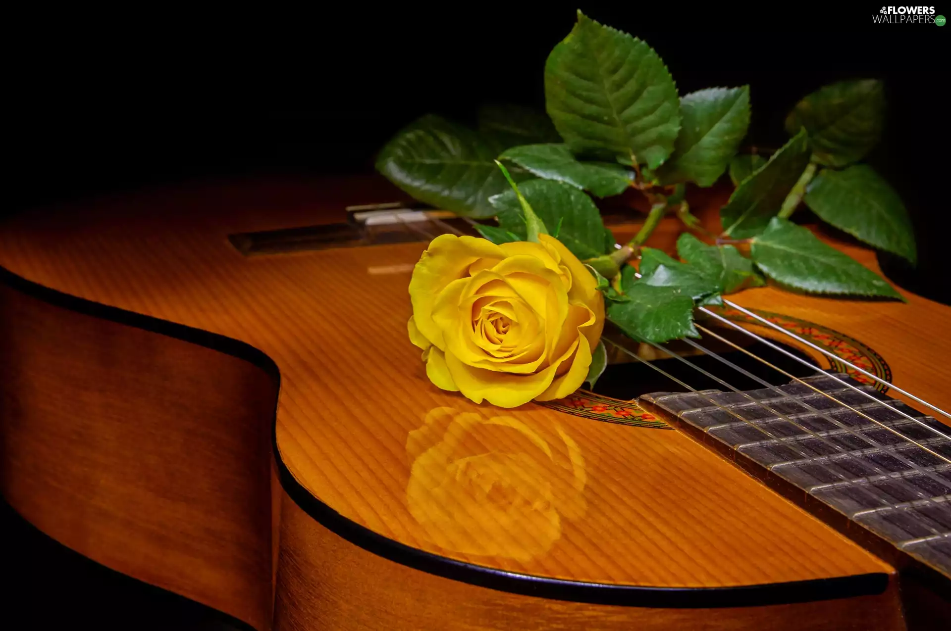 rose, Guitar, Yellow Honda