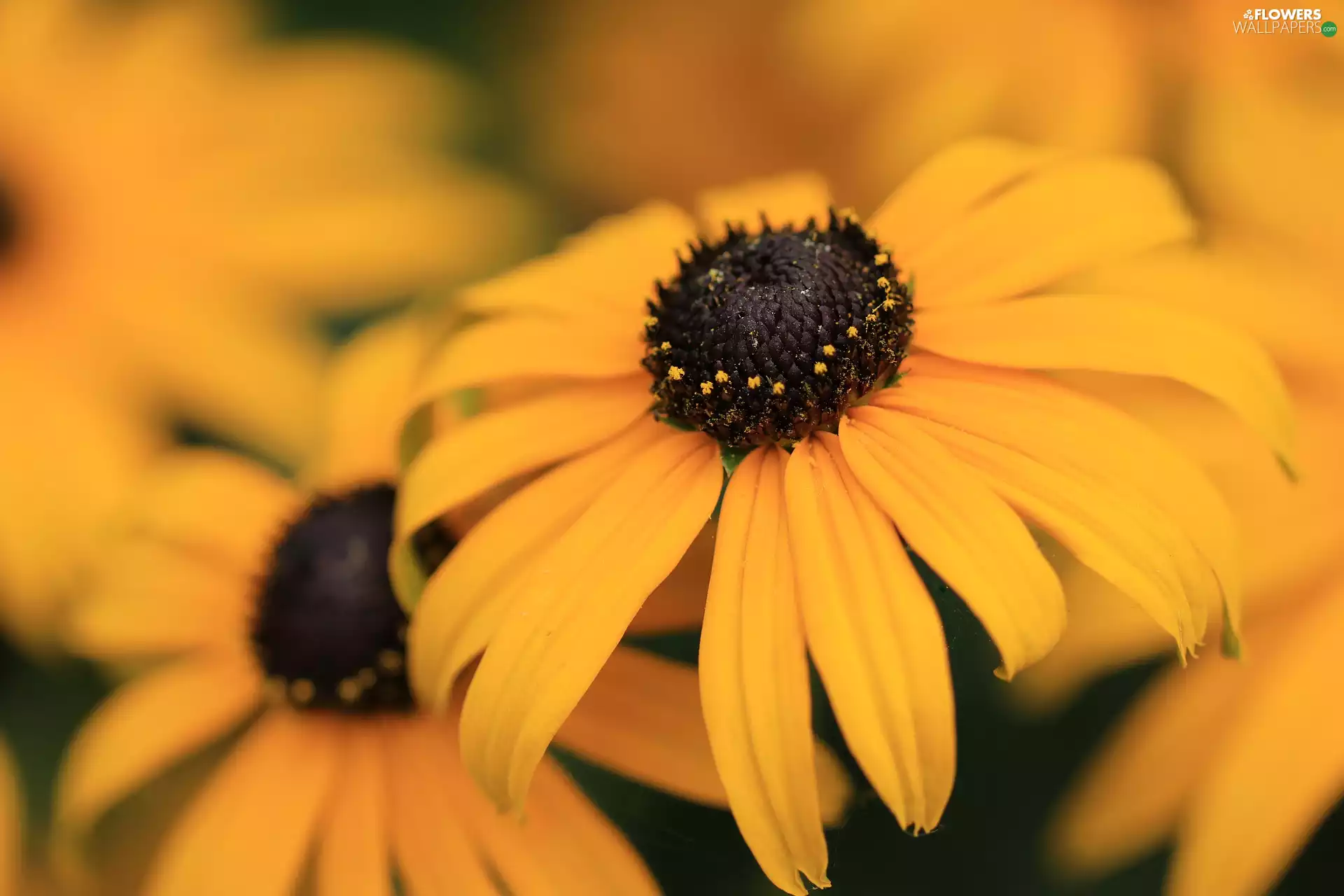 Yellow Honda, Rudbeckia, rapprochement, Blossoming