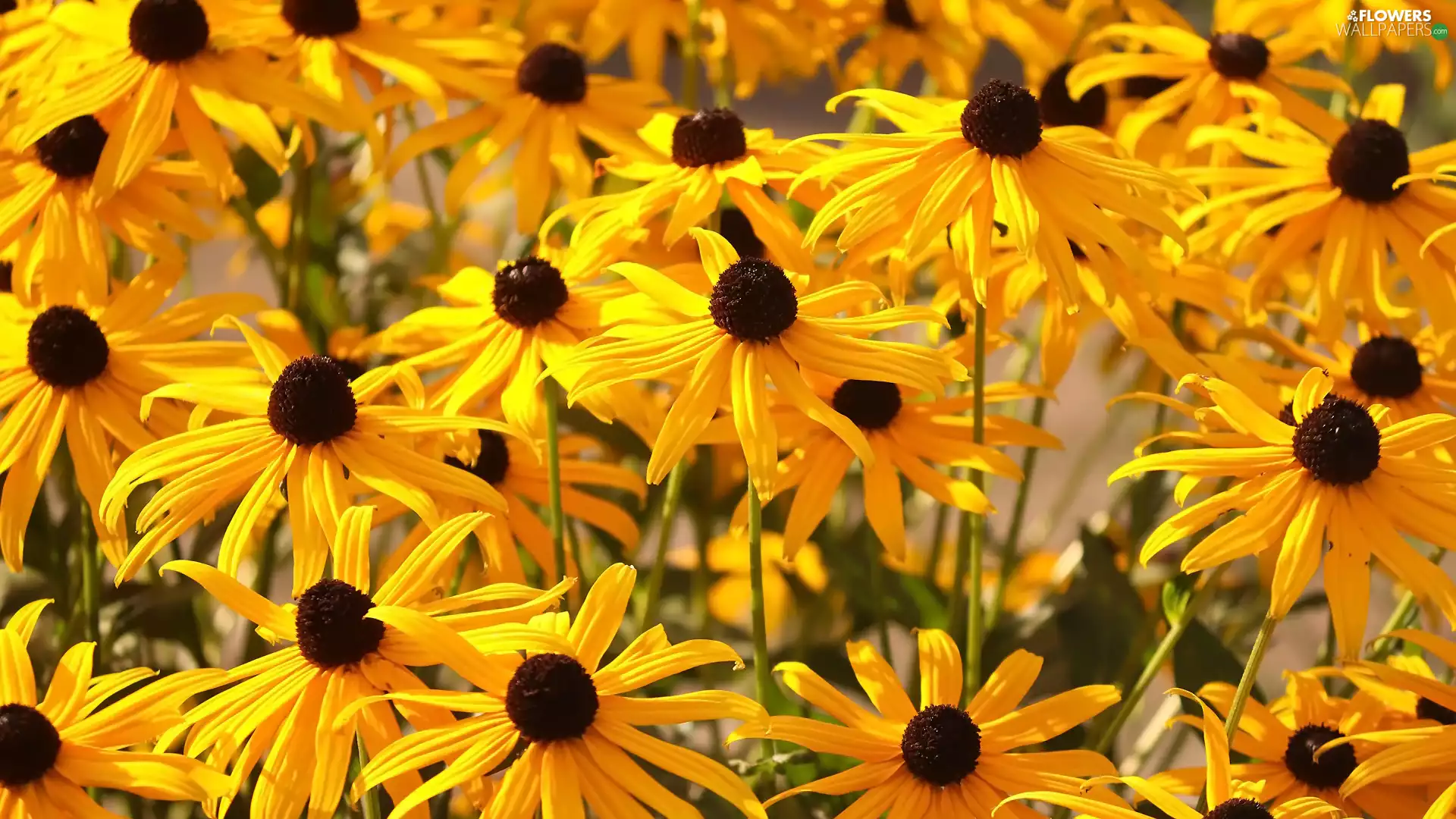 Rudbeckia, Flowers, Yellow Honda