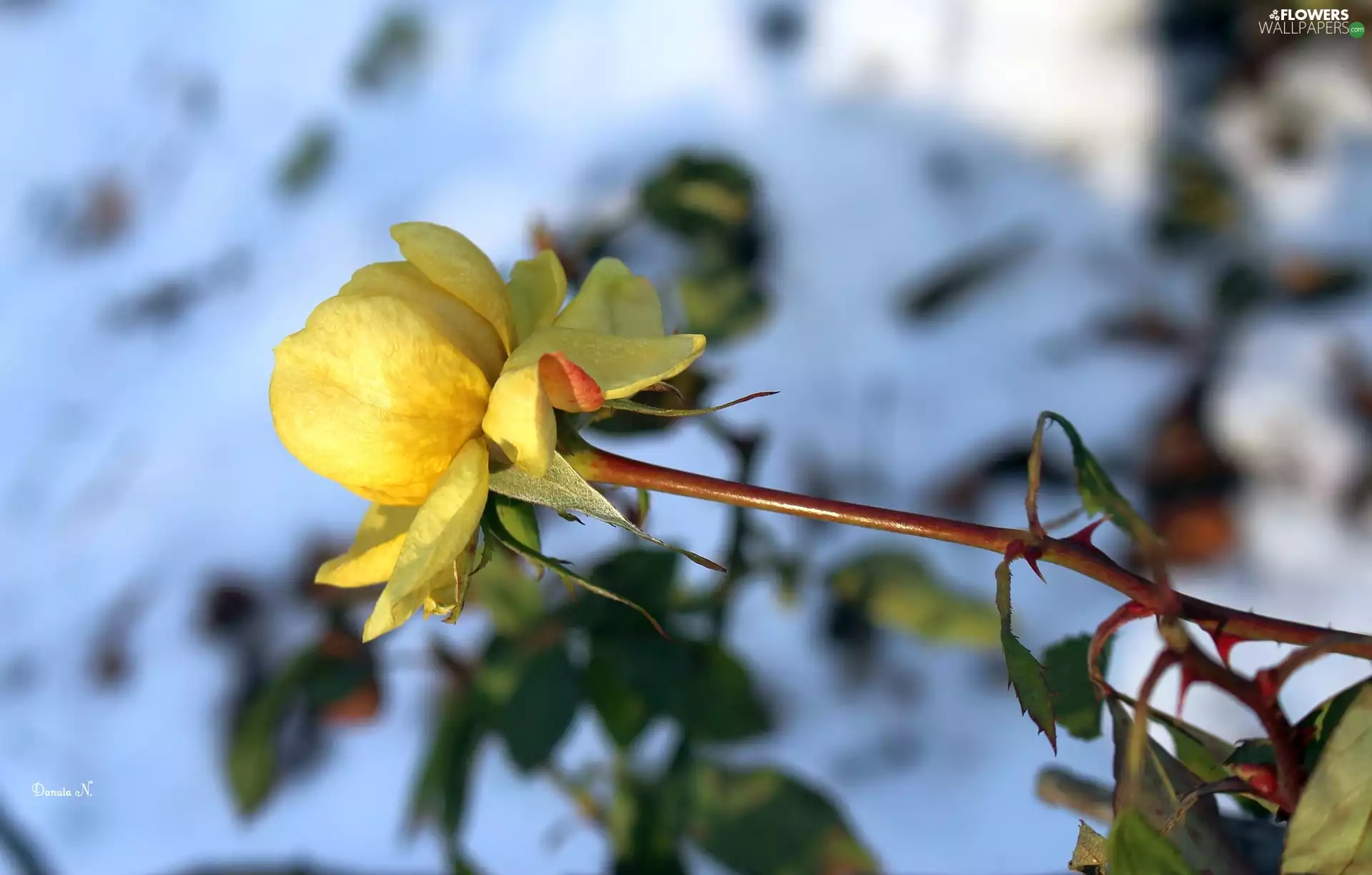 Yellow Honda, snow, background, rose