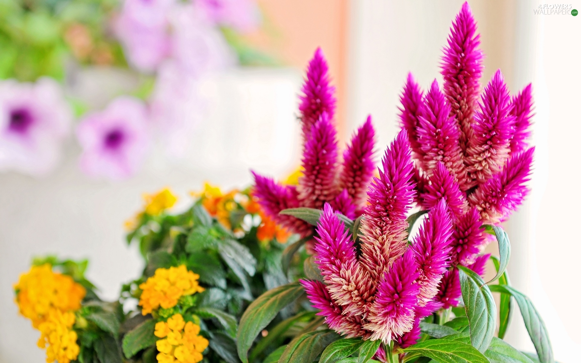 Yellow Honda, alyssum, False Spirea, Chinese, Pink - Flowers wallpapers