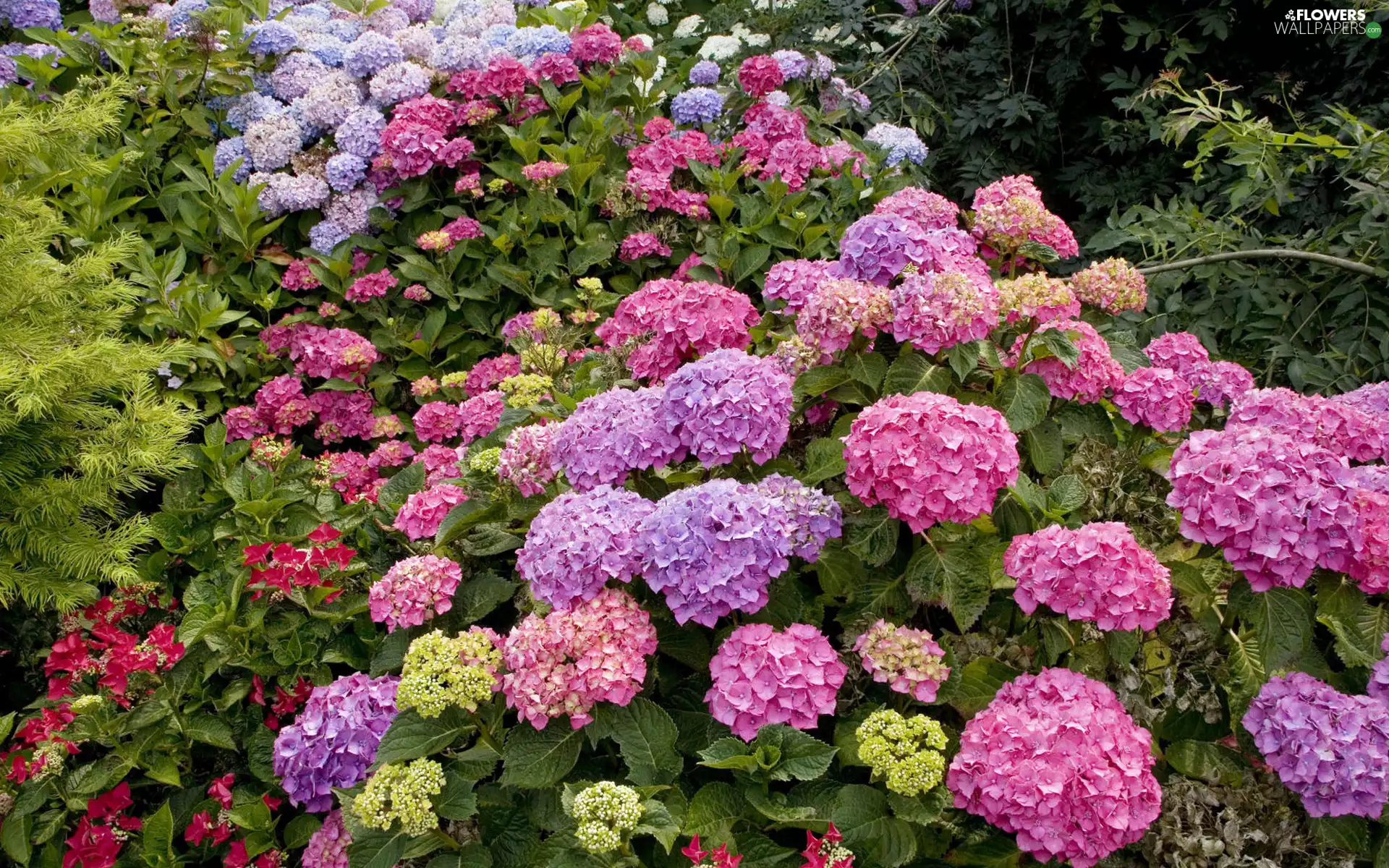Hortense, different, colors
