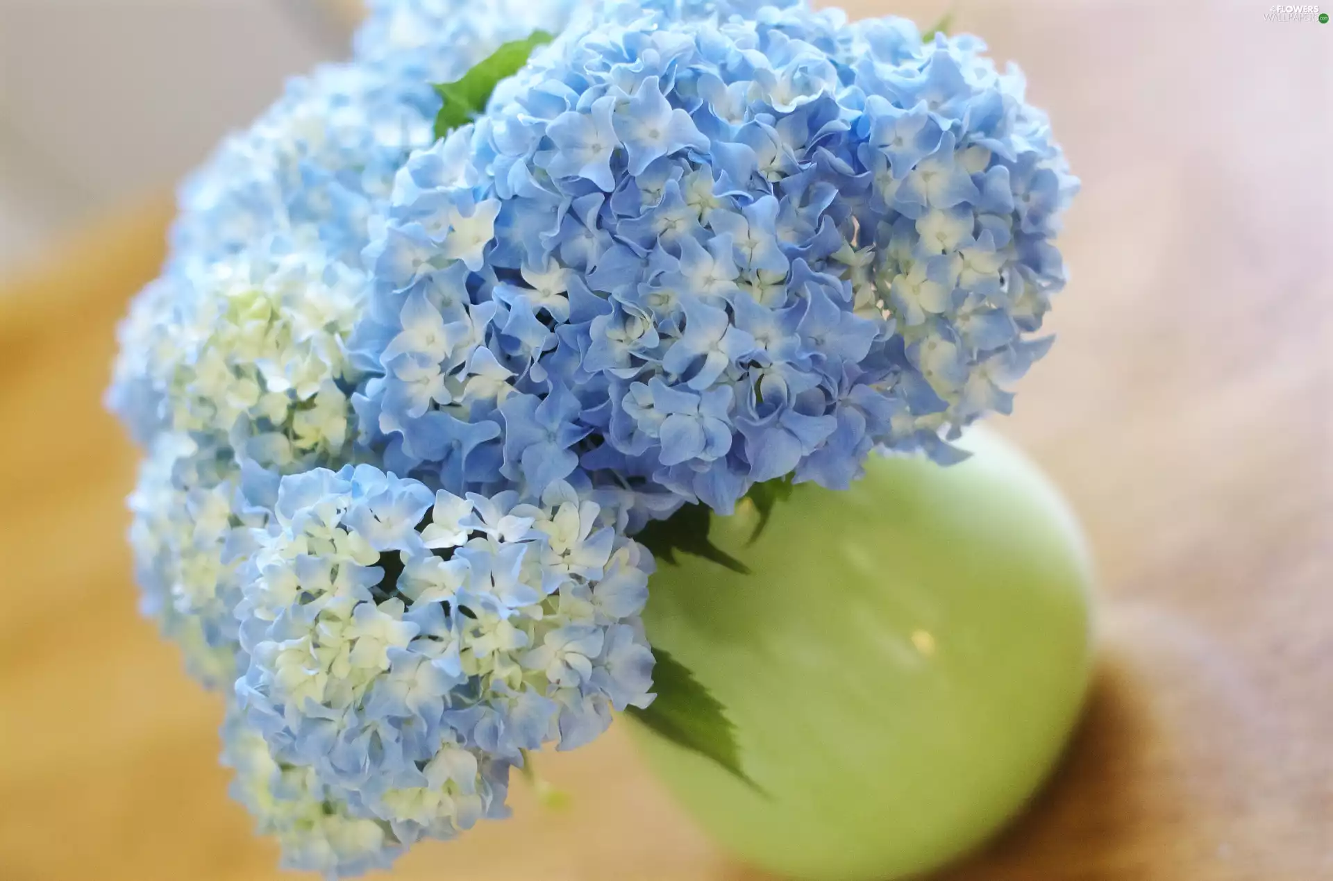 Hortense, Blue, Flowers
