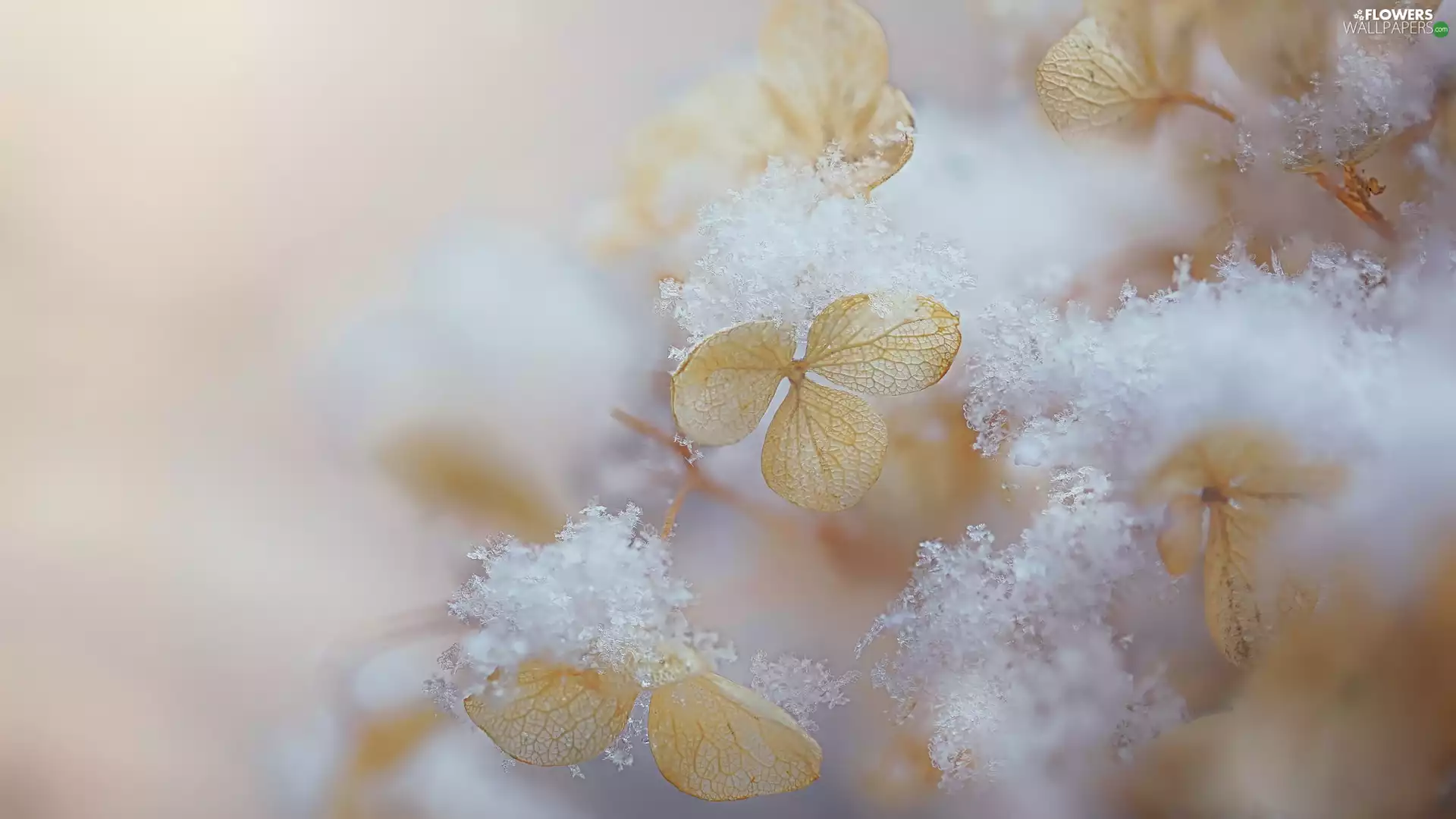 Flowers, hydrangea, snow, Hortense