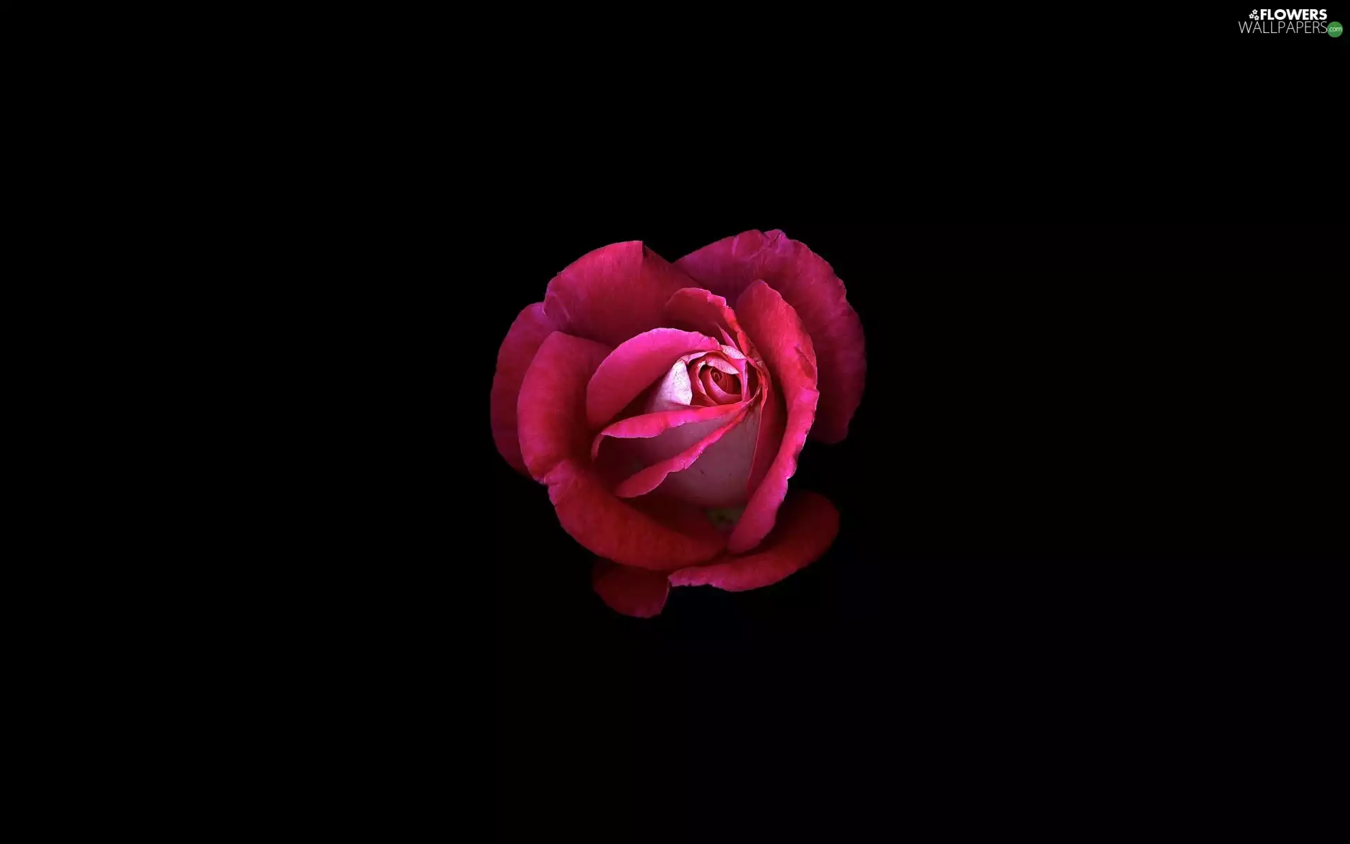 red hot, background, Black, rose
