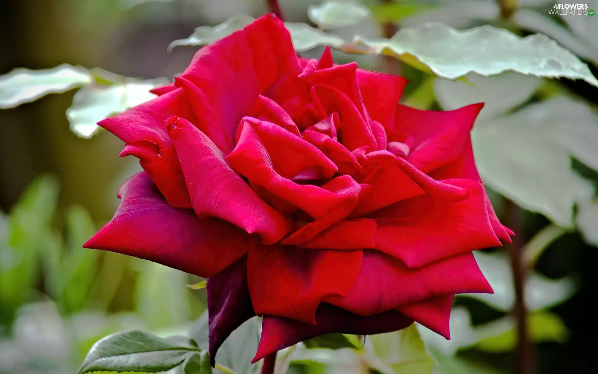 red hot, bloom, Leaf, rose