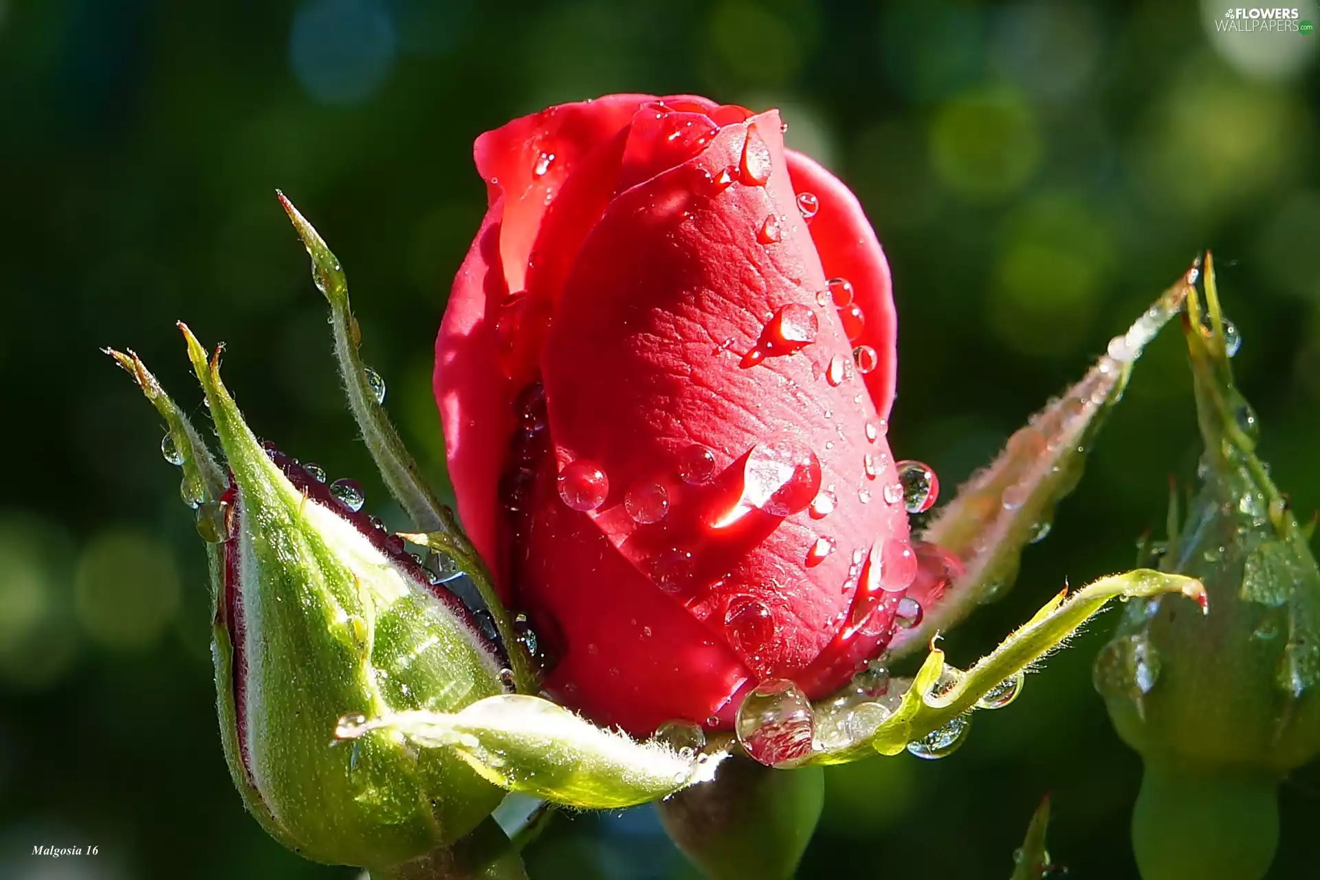 red hot, bud, drops, rose