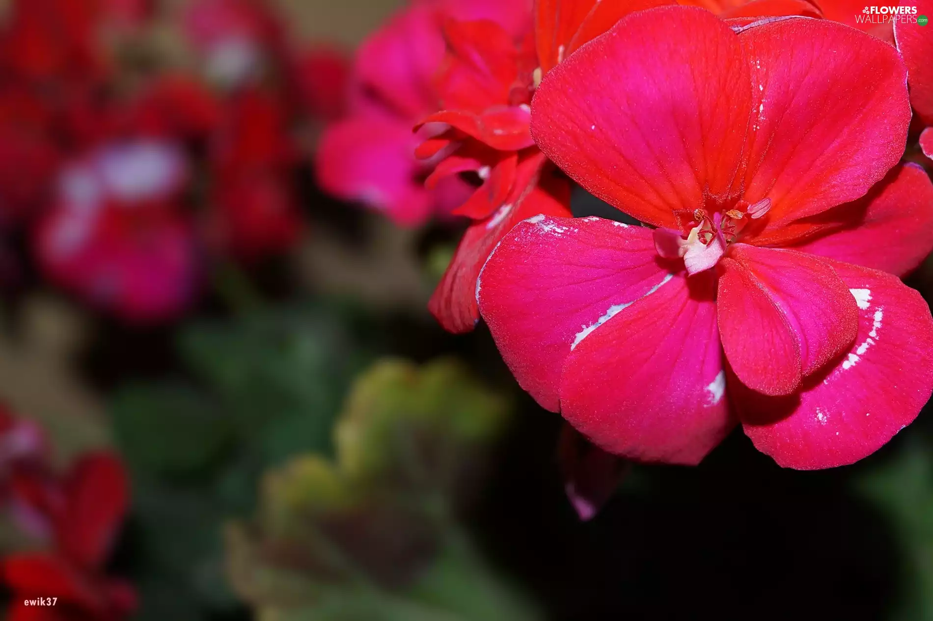 Close, geranium, red hot