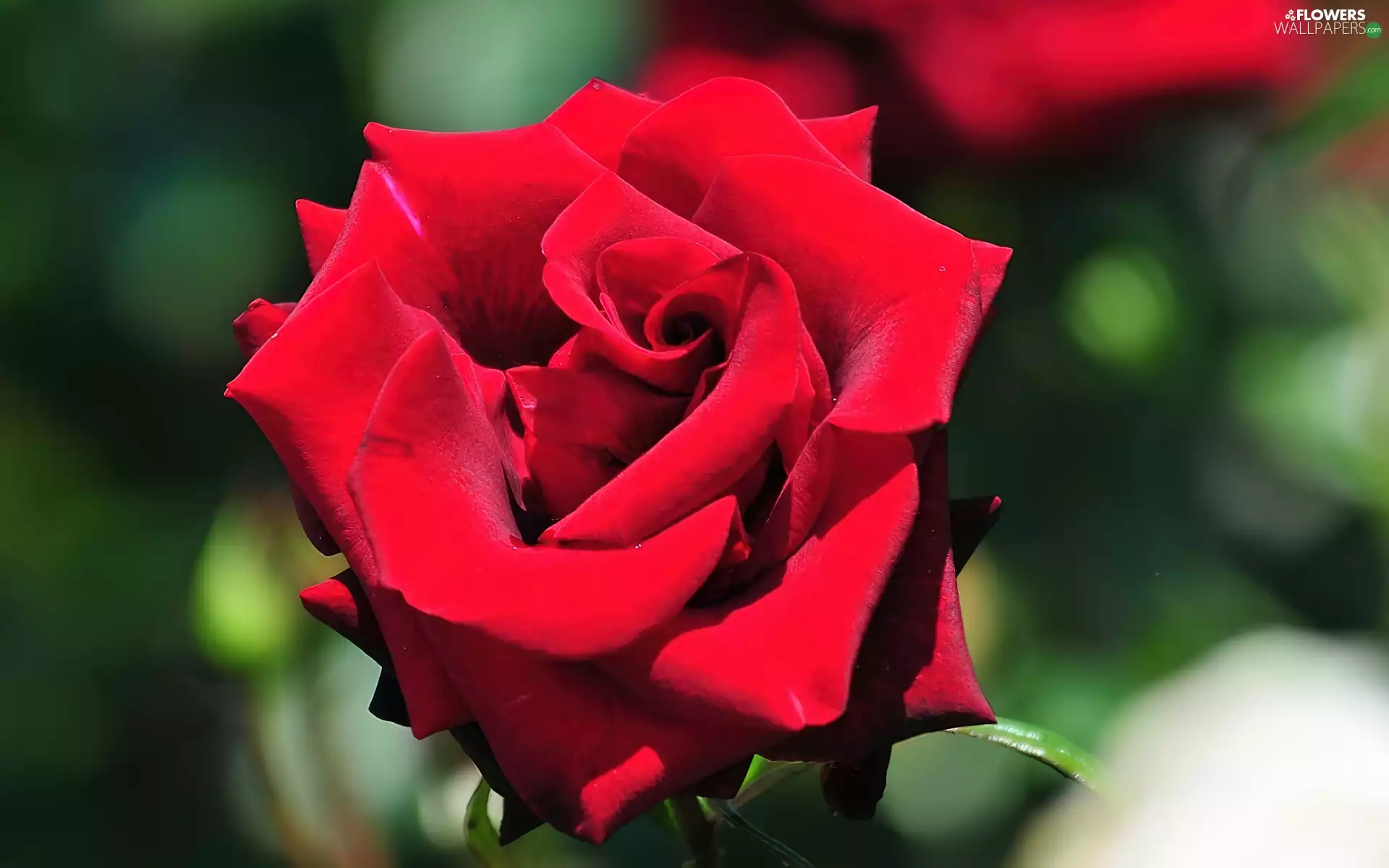 red hot, Collapsed, flakes, rose