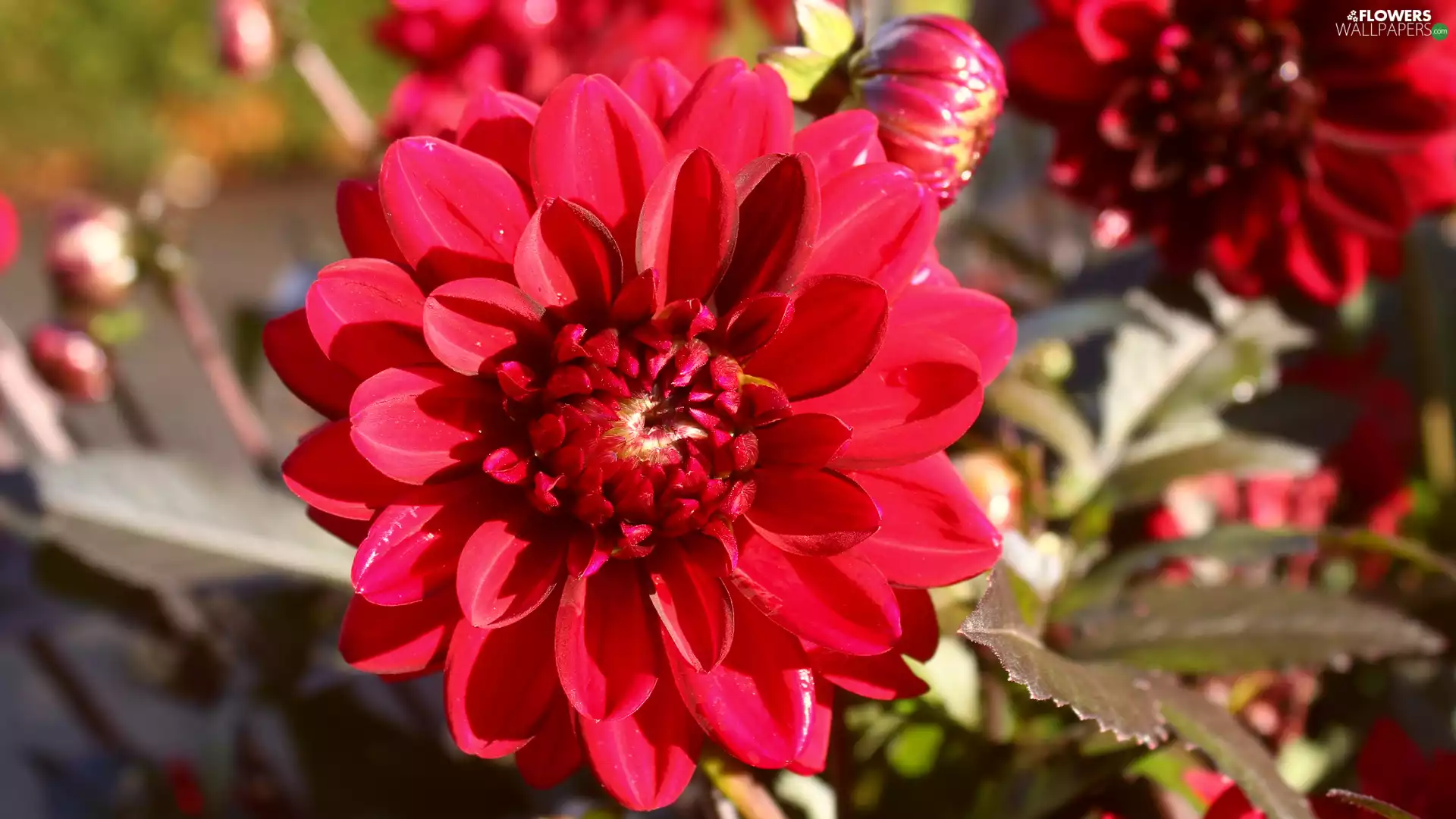 Dalia, Blossoming, red hot