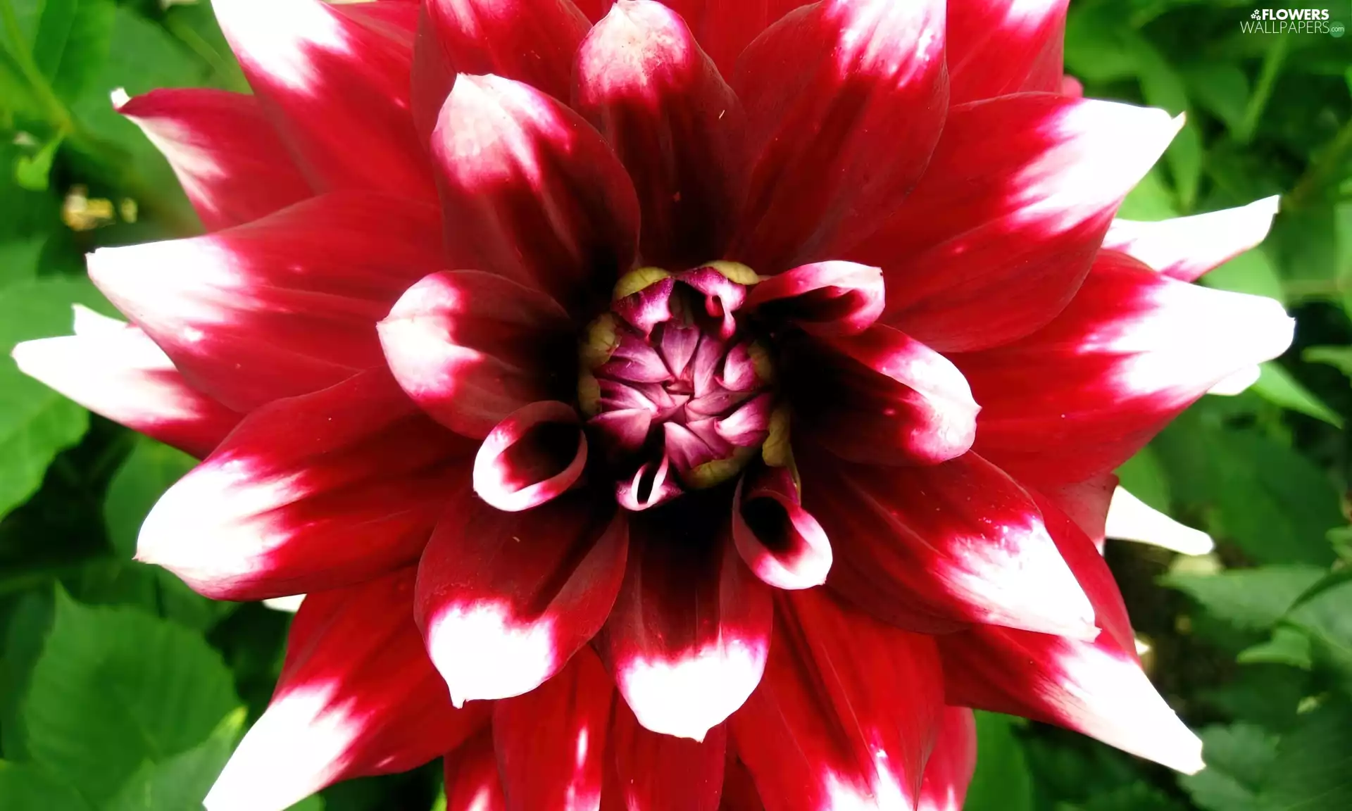 Dalia, white, red hot