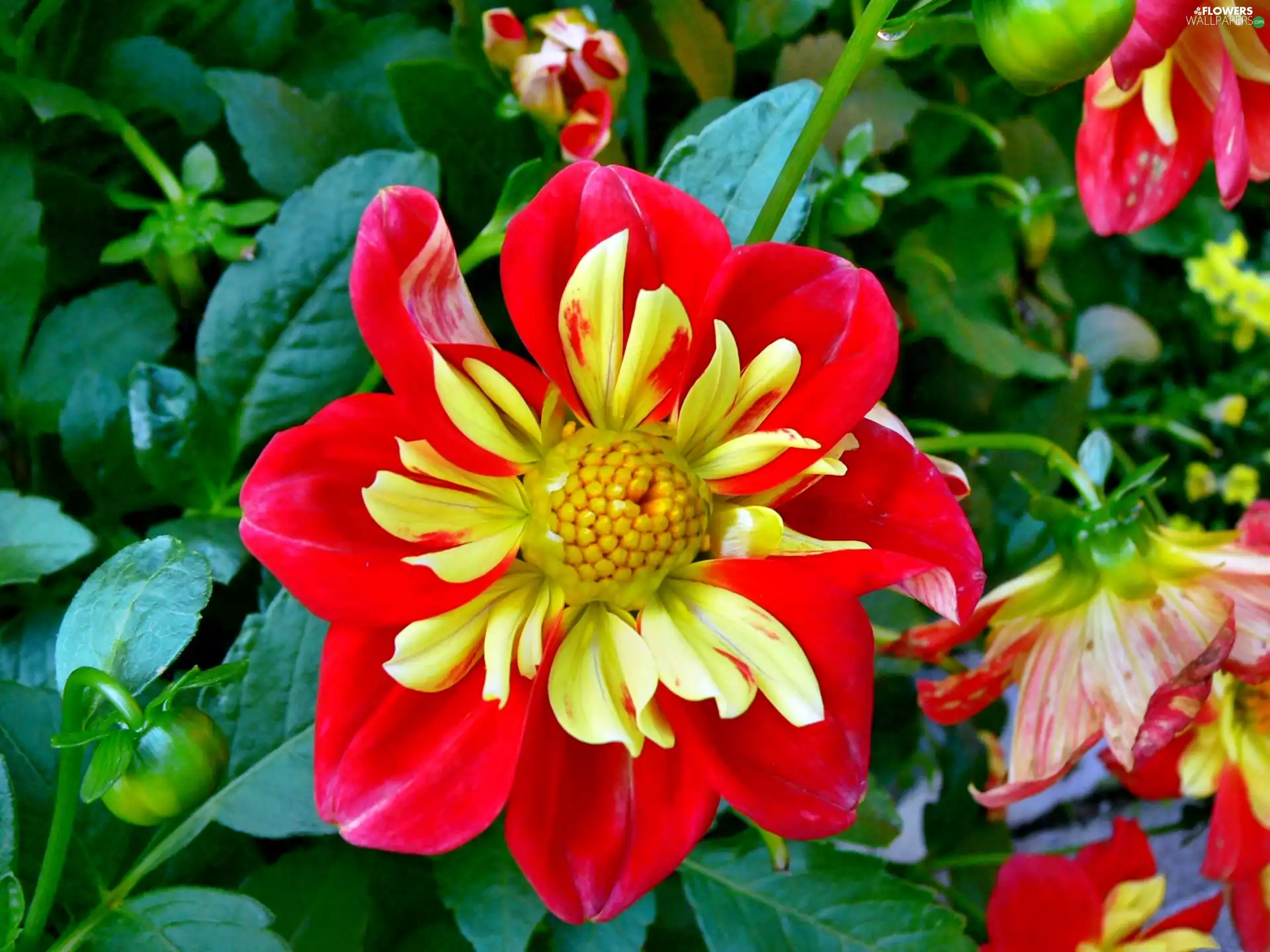 Dalia, yellow, red hot