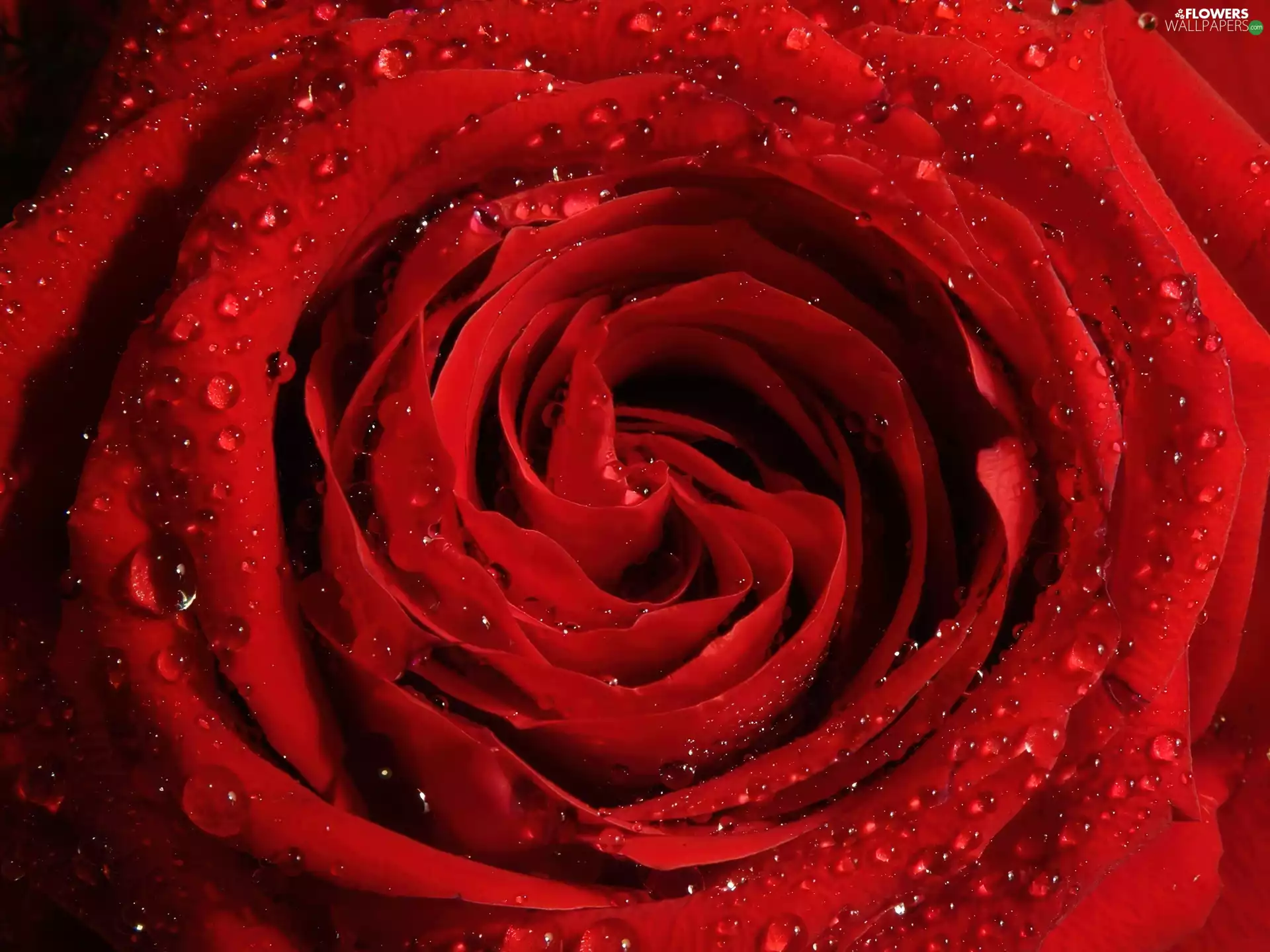 red hot, droplets, water, rose