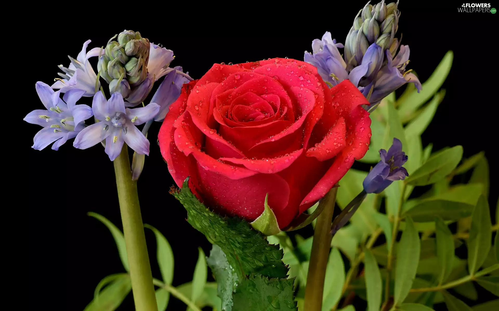 rose, Flowers, drops, Black Background, Hyacinths, red hot