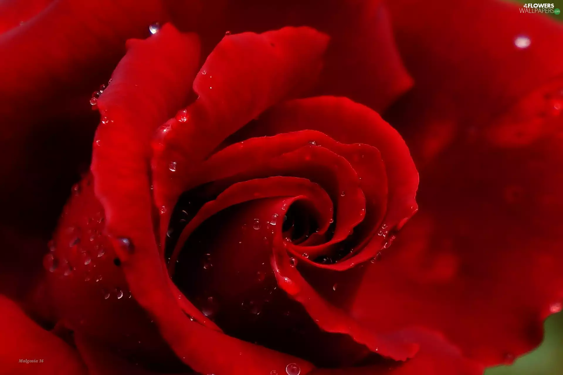 red hot, drops, Close, rose