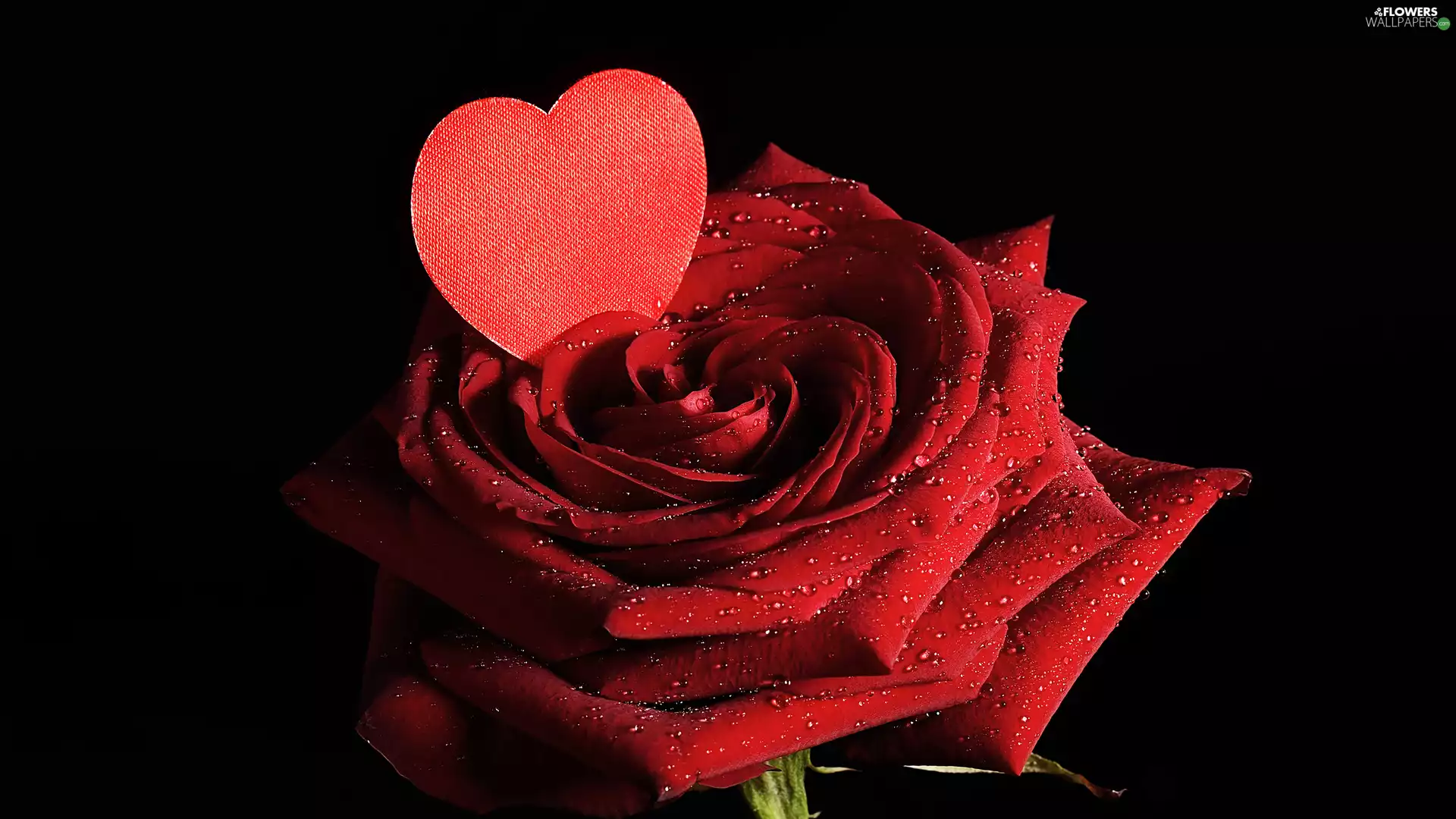 red hot, drops, Heart, rose