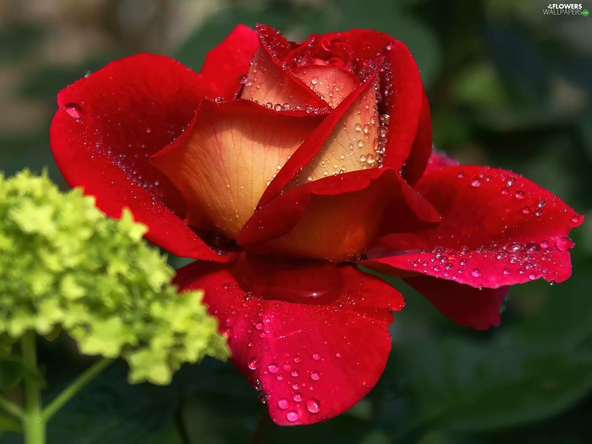 red hot, drops, rain, rose