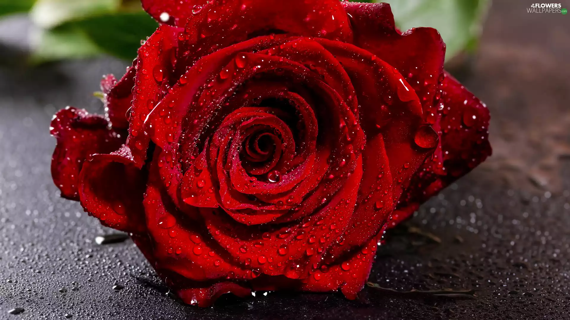 red hot, drops, rapprochement, rose