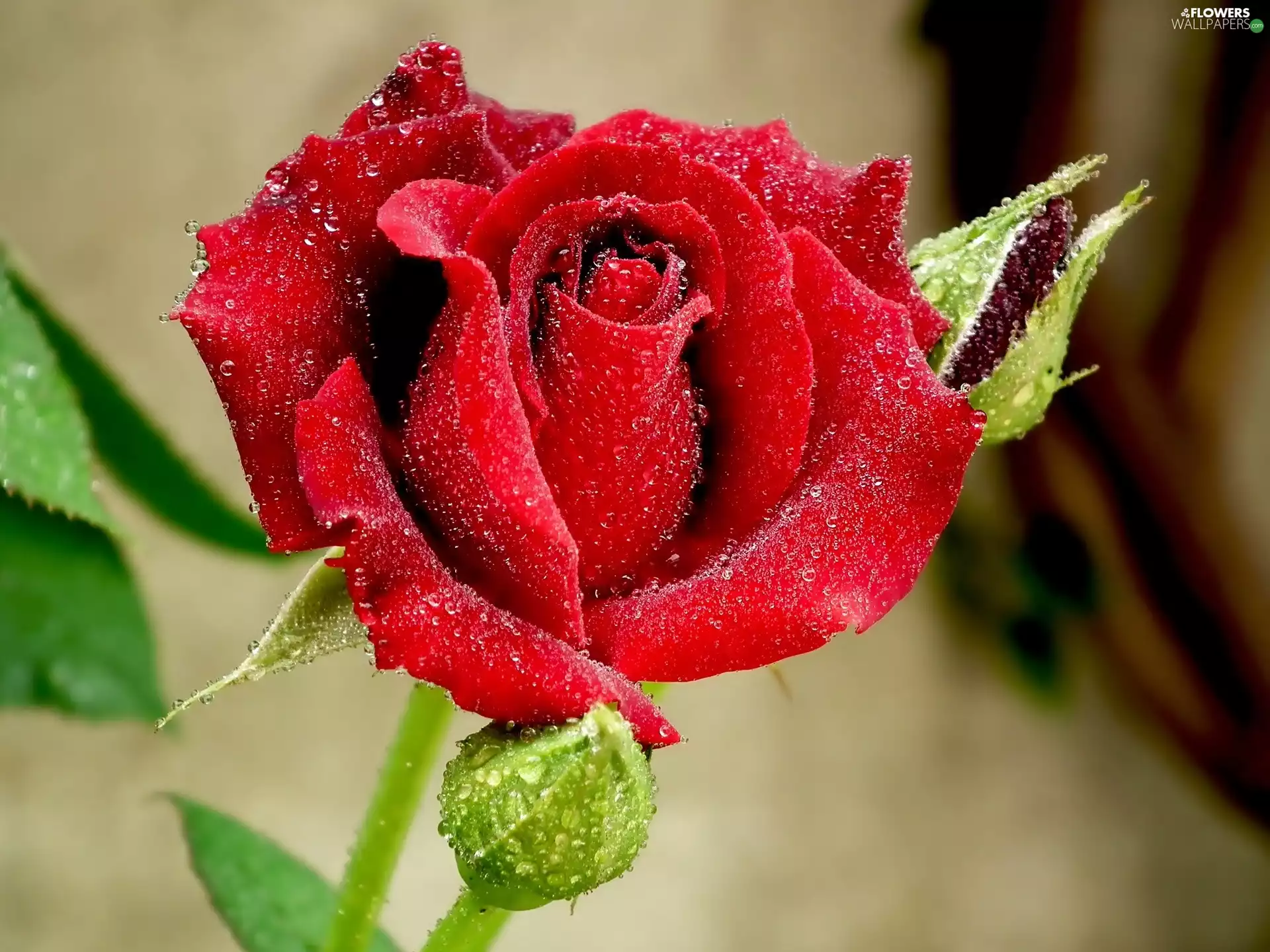 red hot, drops, Rosy, rose