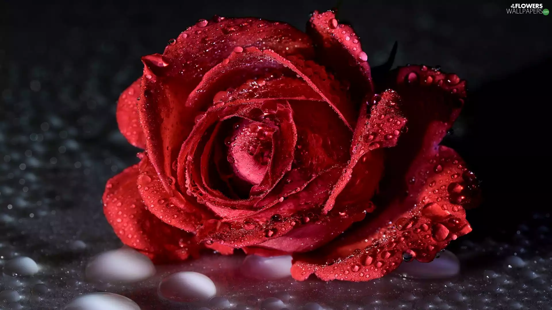 red hot, drops, water, rose