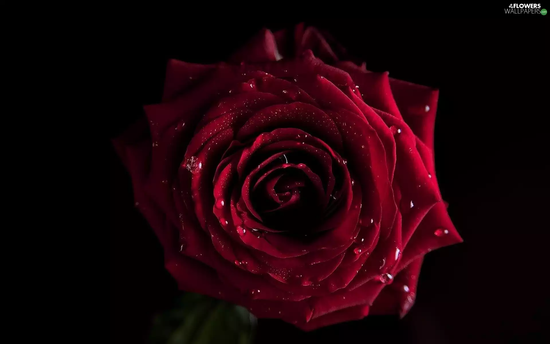 red hot, drops, water, rose