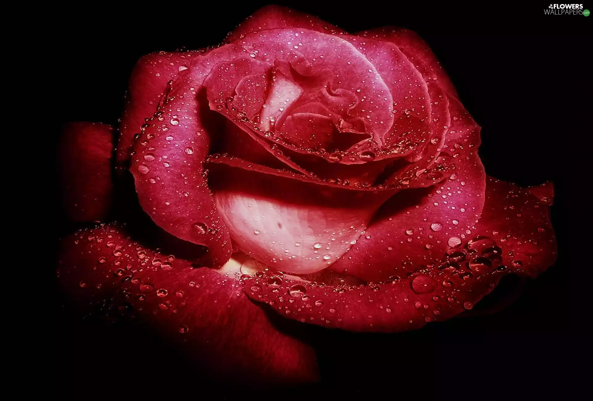 red hot, drops, water, rose