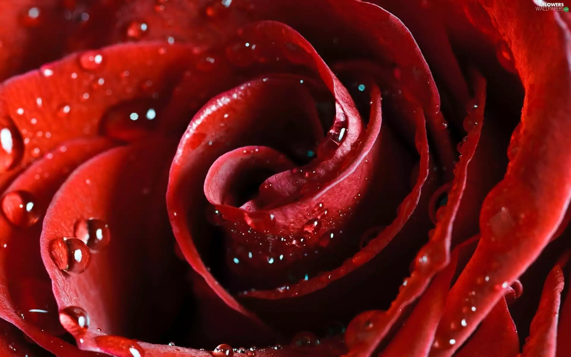 red hot, drops, water, rose