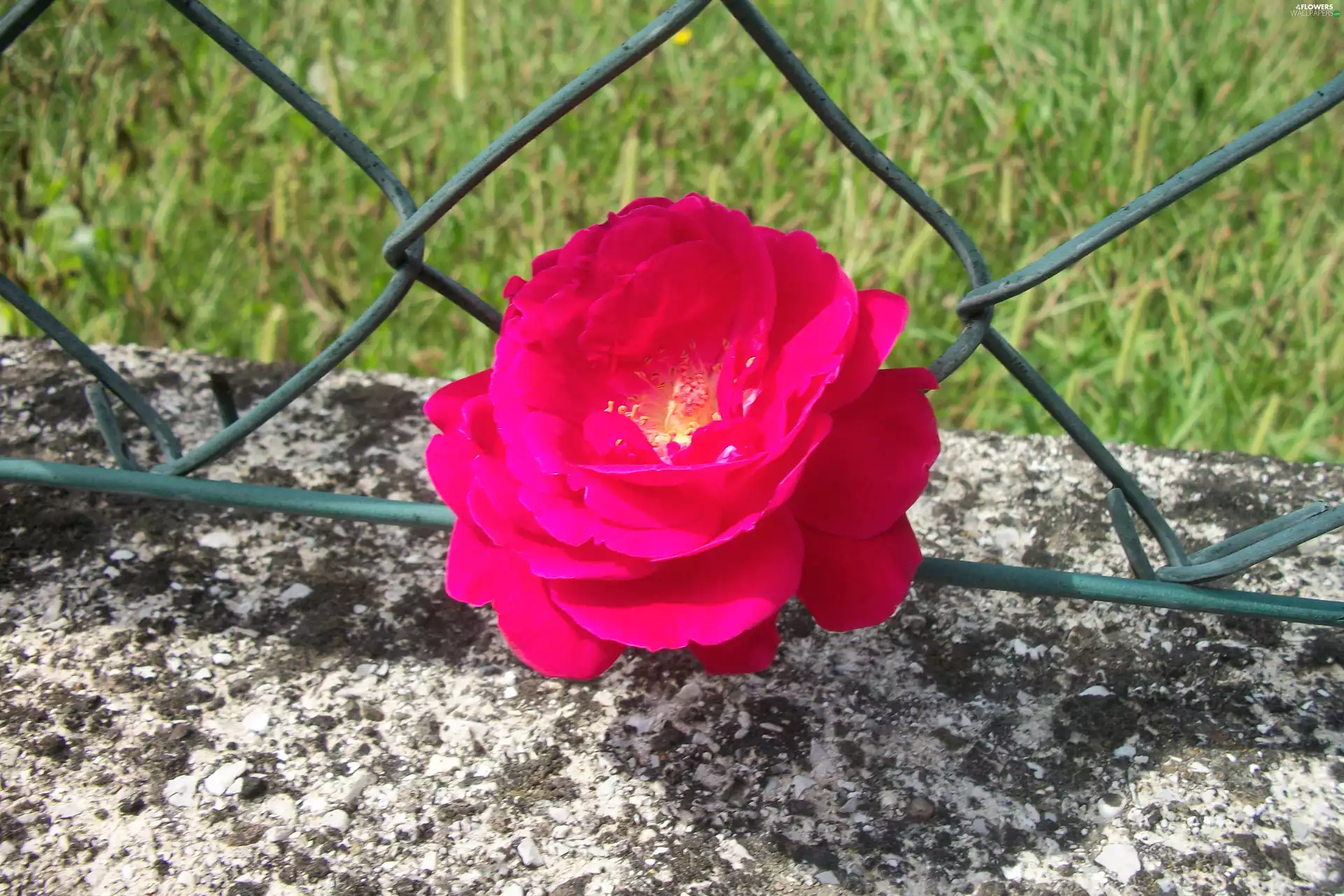 red hot, Fance, net, rose