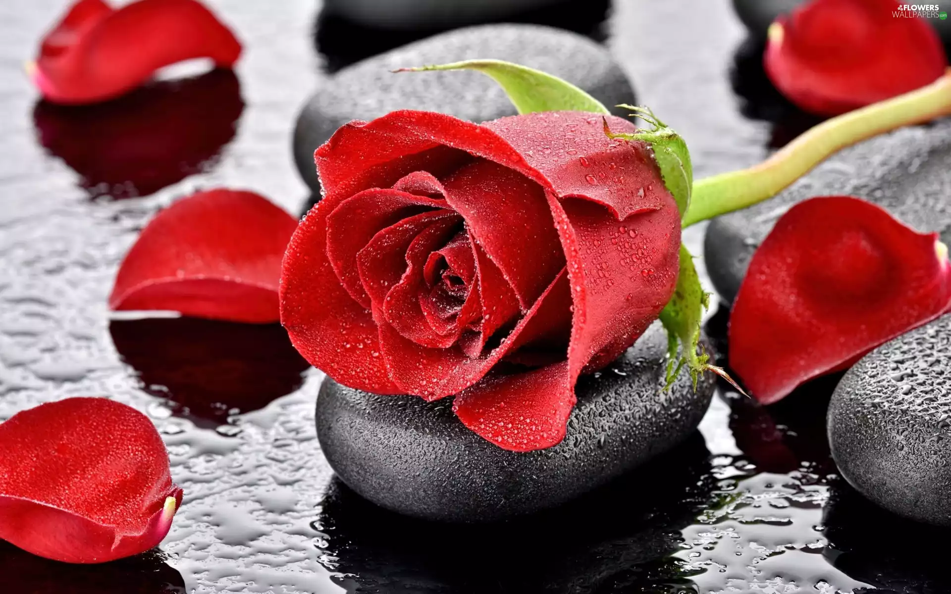 flakes, rose, red hot