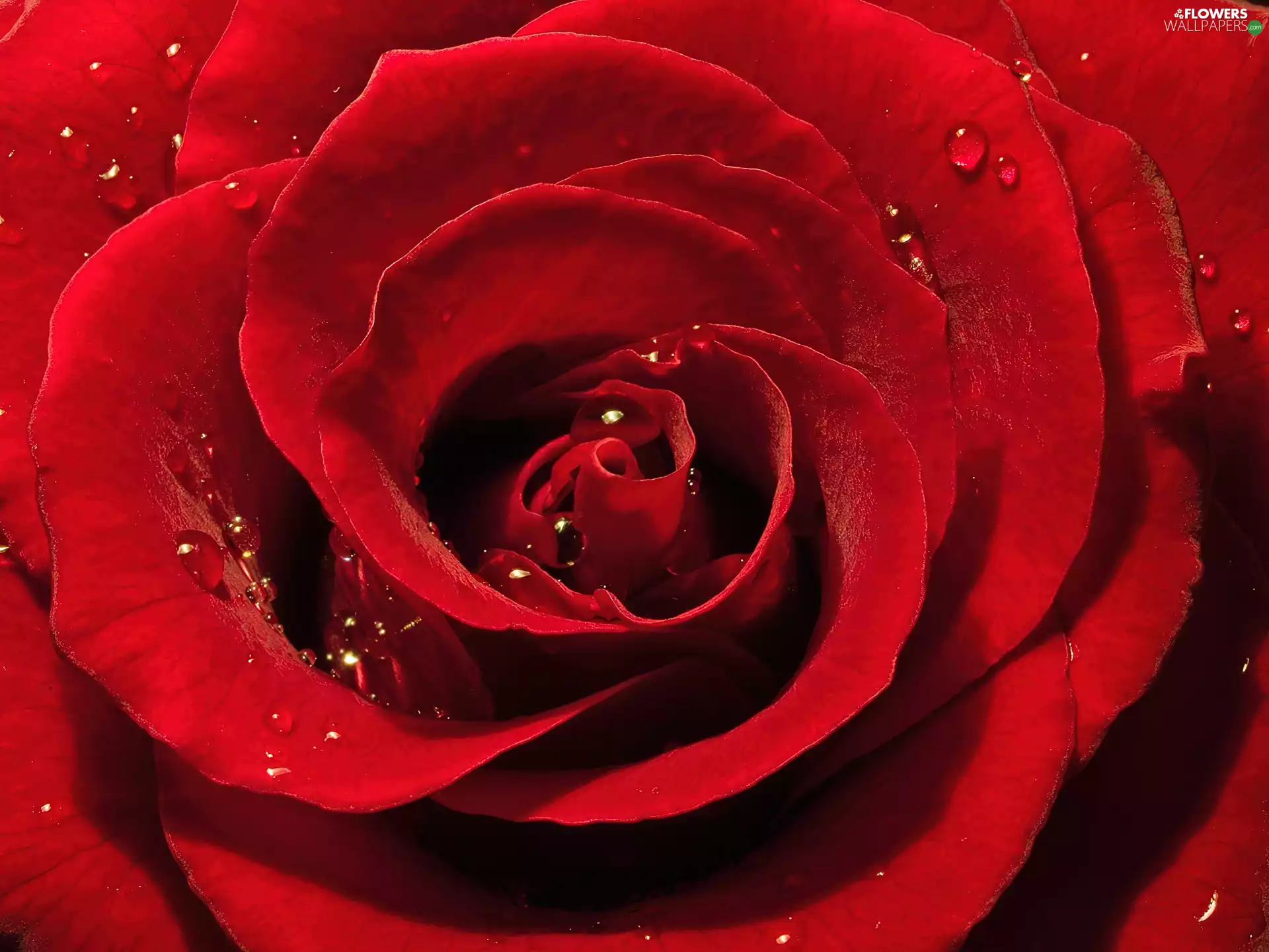 red hot, flakes, droplets, rose