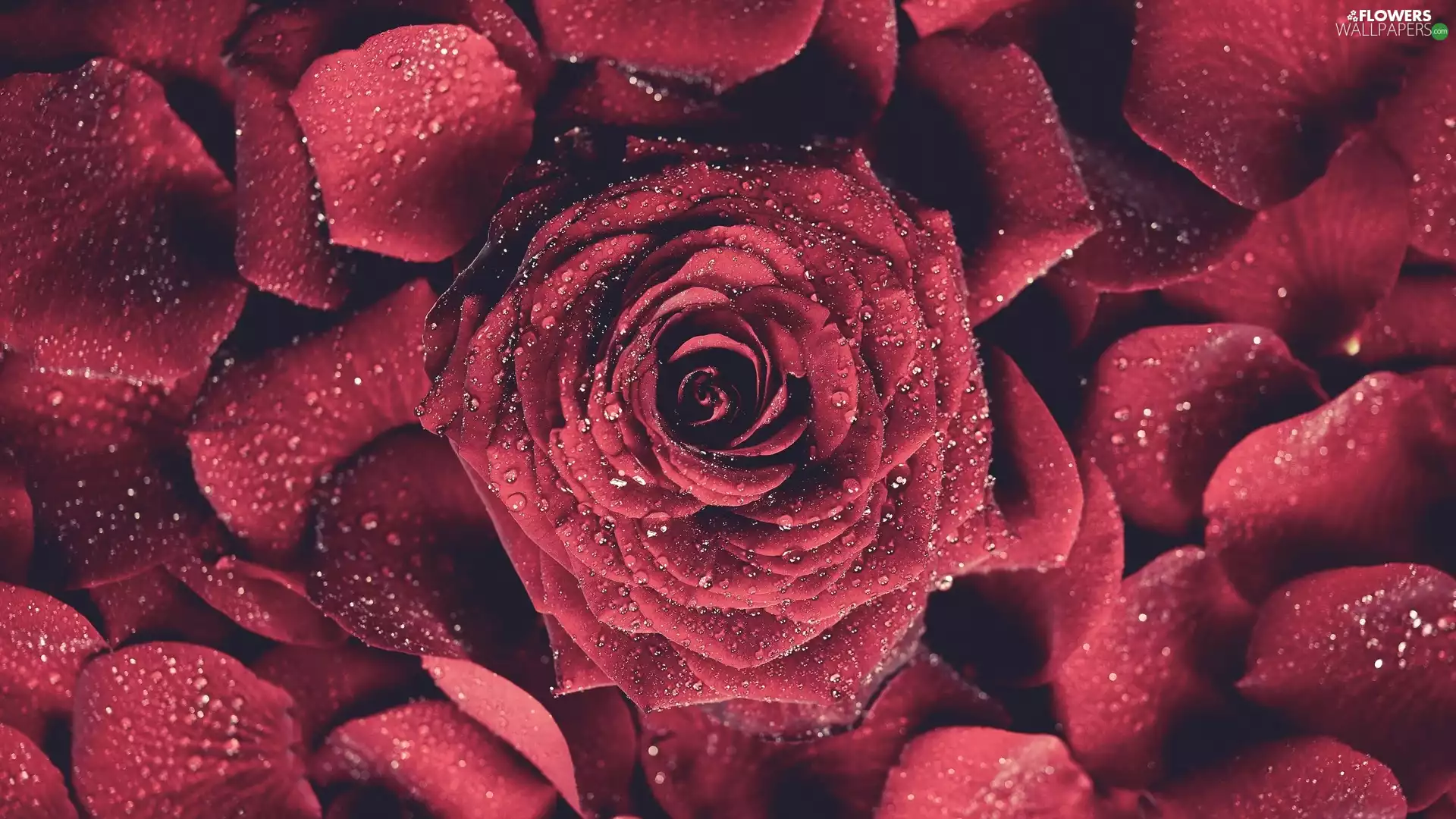 red hot, flakes, drops, rose