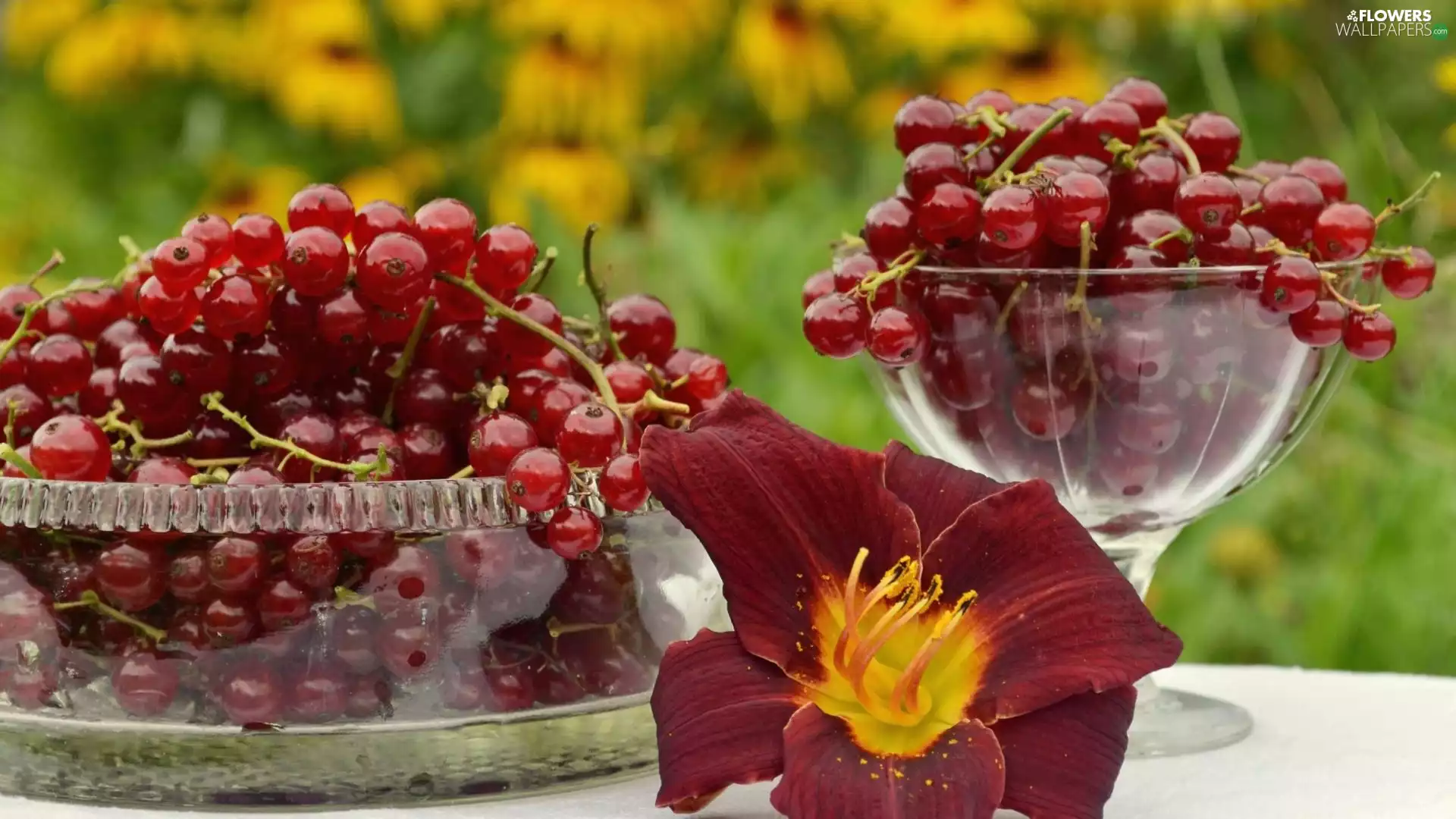 red hot, Flower, glass, currant
