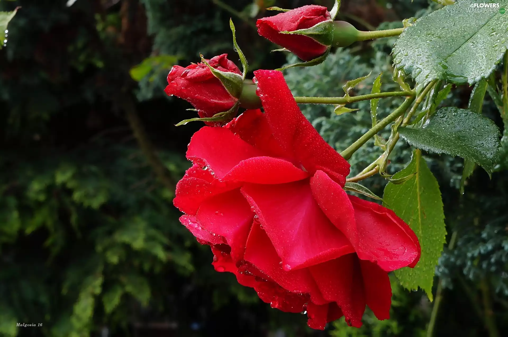 bud, drops, red hot, rose, Flowers
