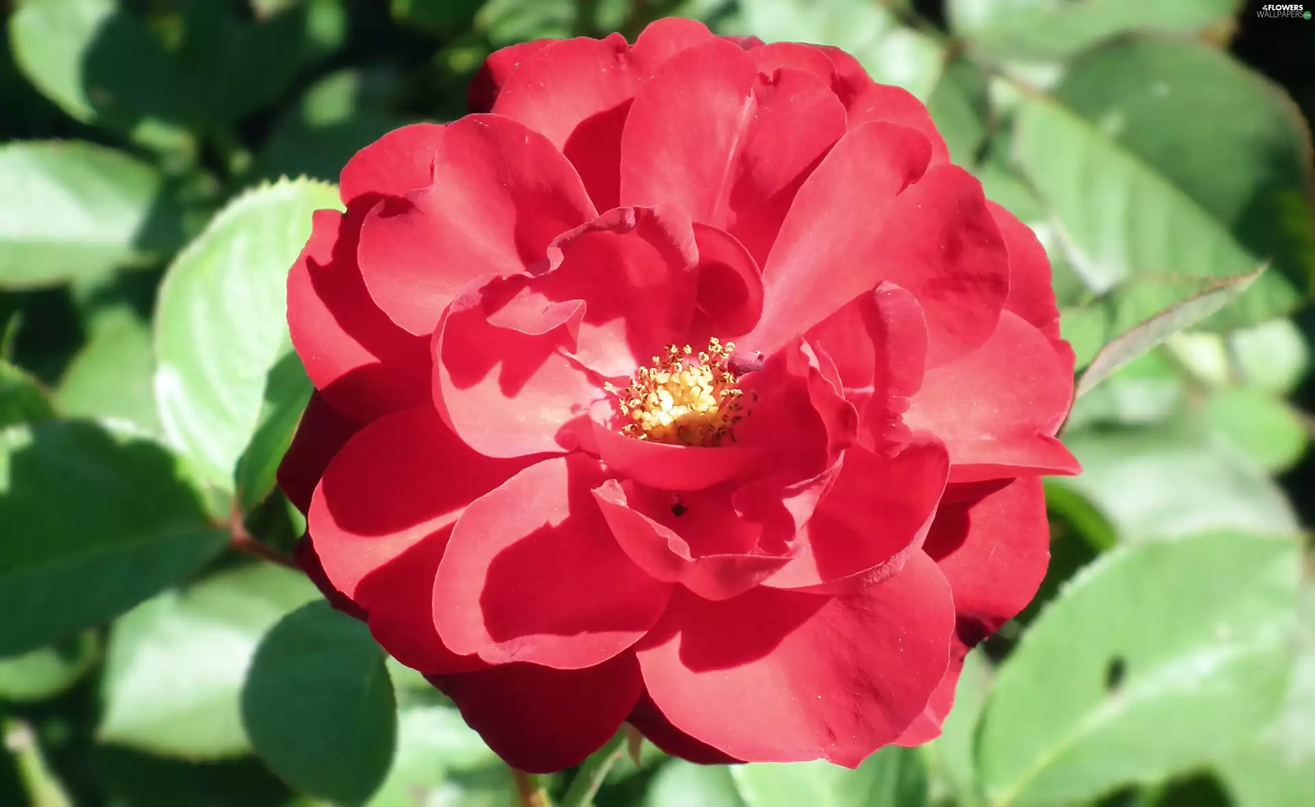 nature, rose, red hot, Colourfull Flowers